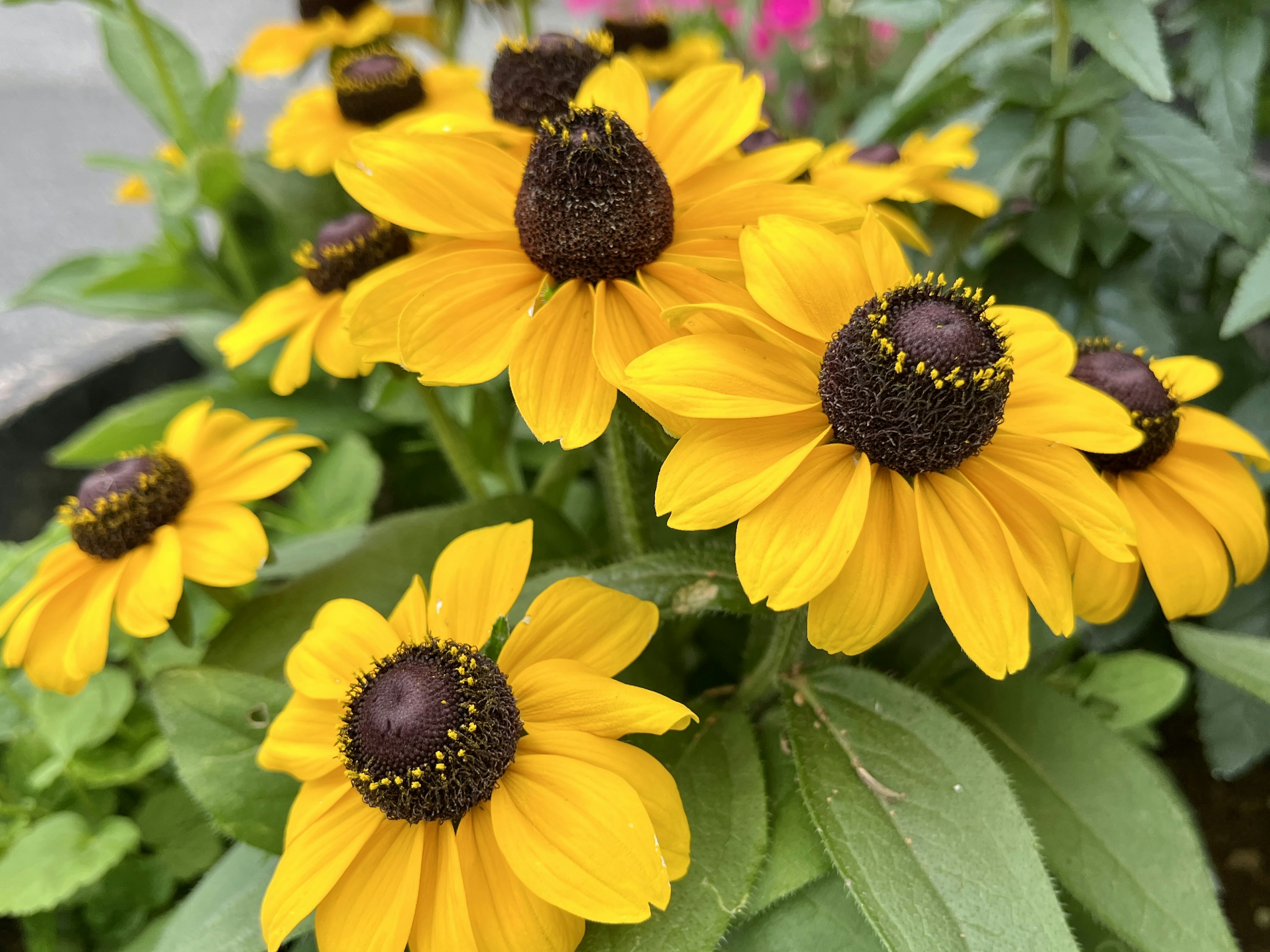 Close-up bunga kuning cerah dengan pusat gelap