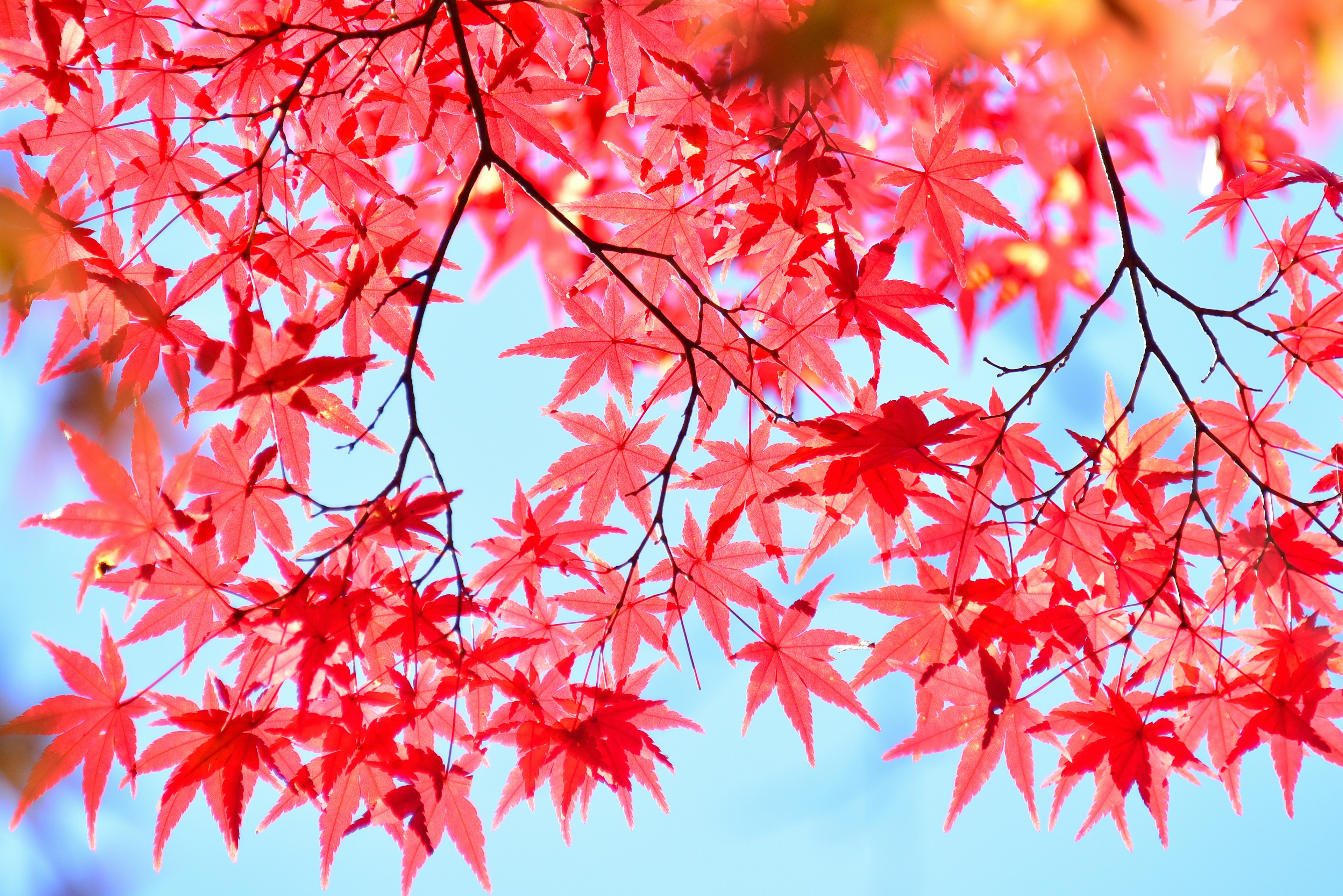 Vibrant red maple leaves against a blue sky background