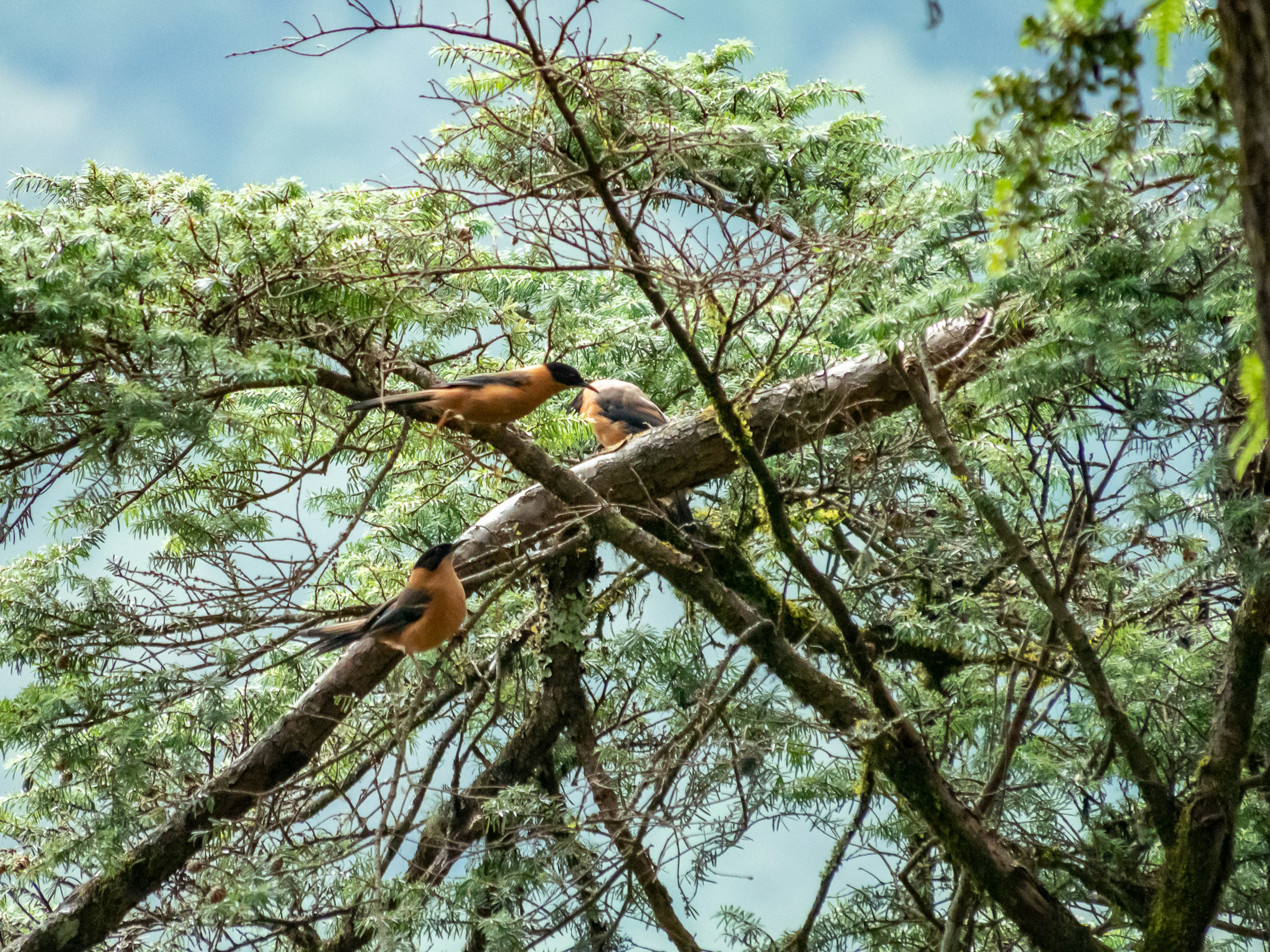 Deux oiseaux perchés sur une branche avec des feuilles vertes