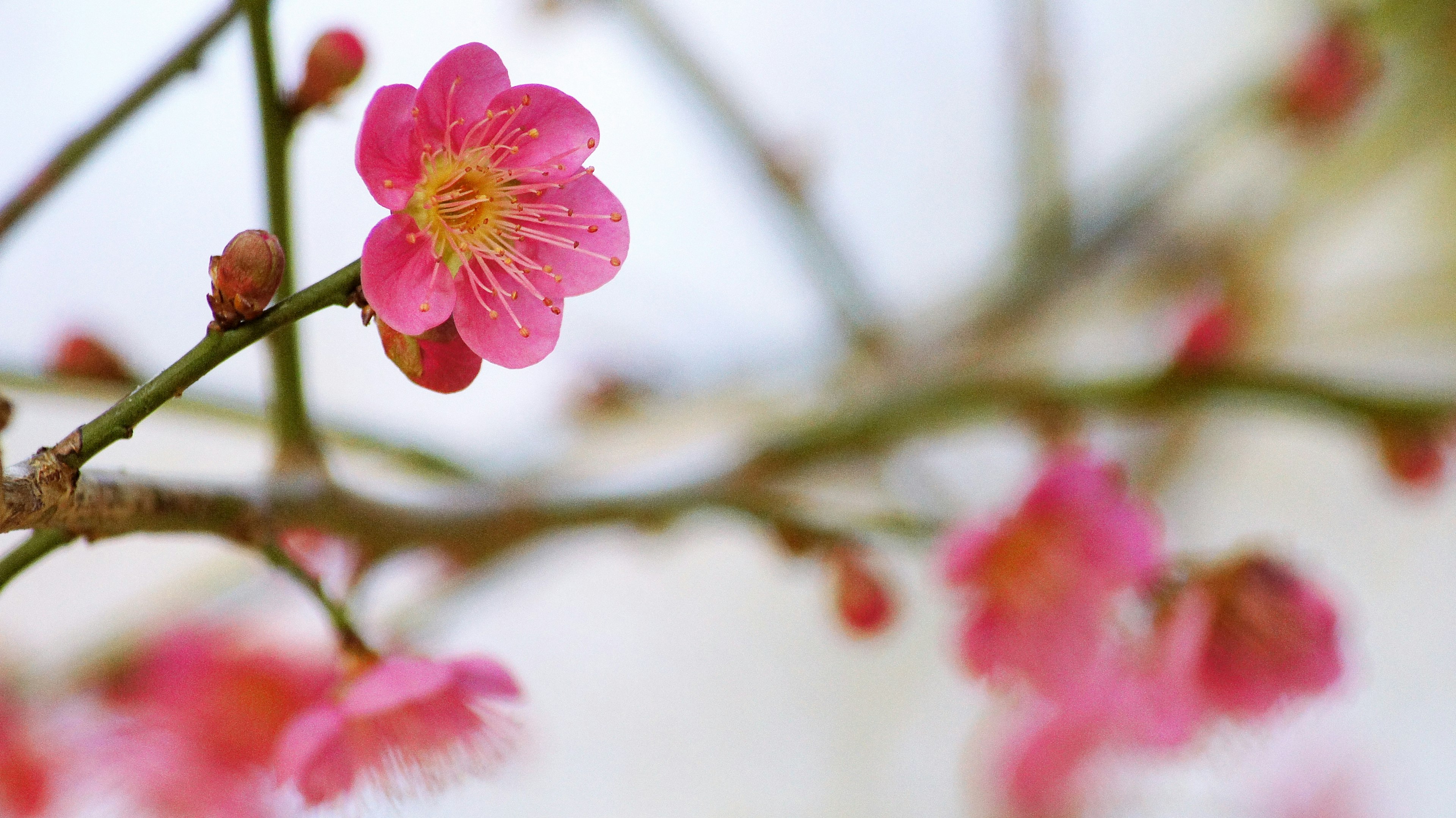 Close-up dari cabang dengan bunga pink mekar