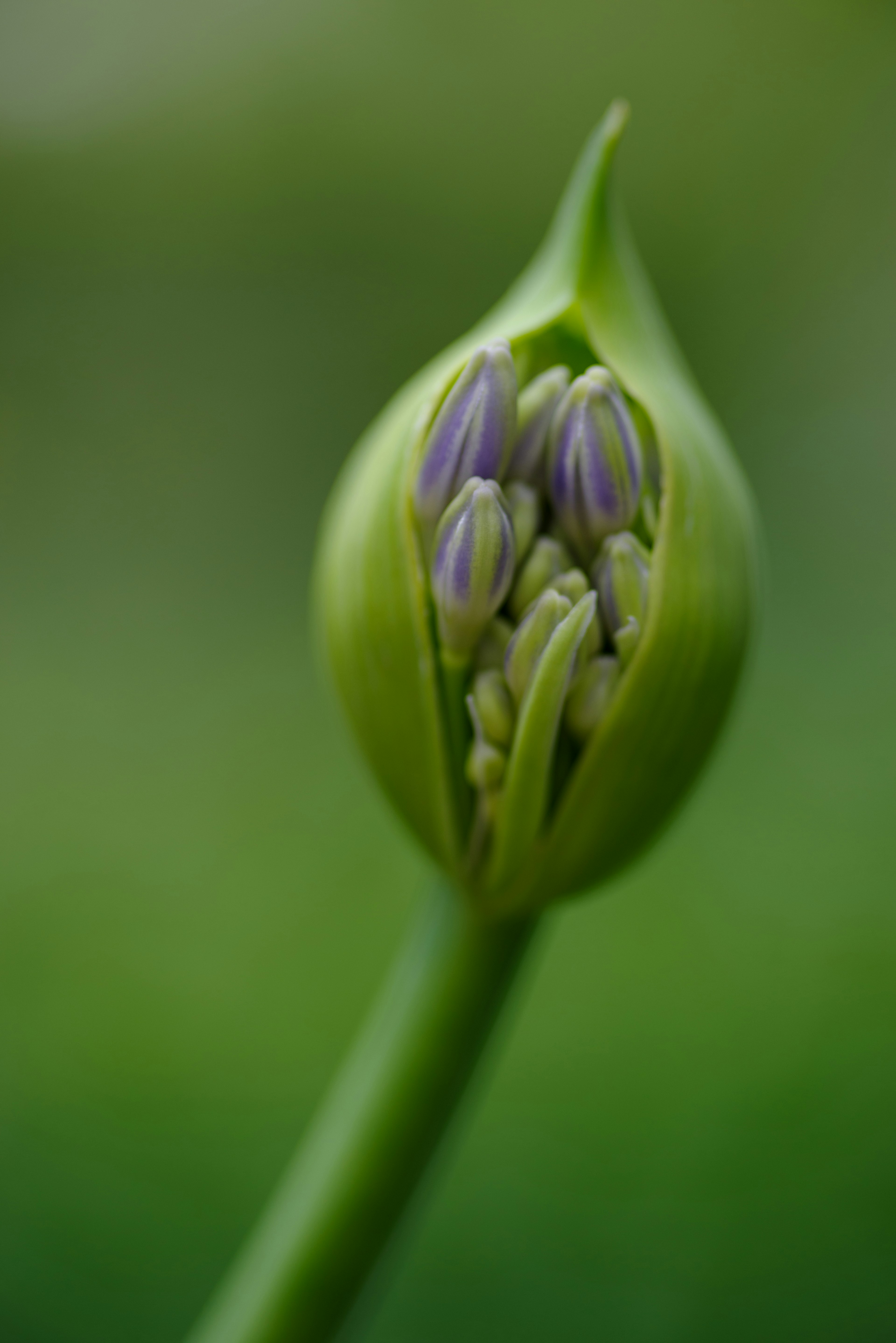 Nahaufnahme einer Pflanzenknospe mit lila Blüten vor grünem Hintergrund