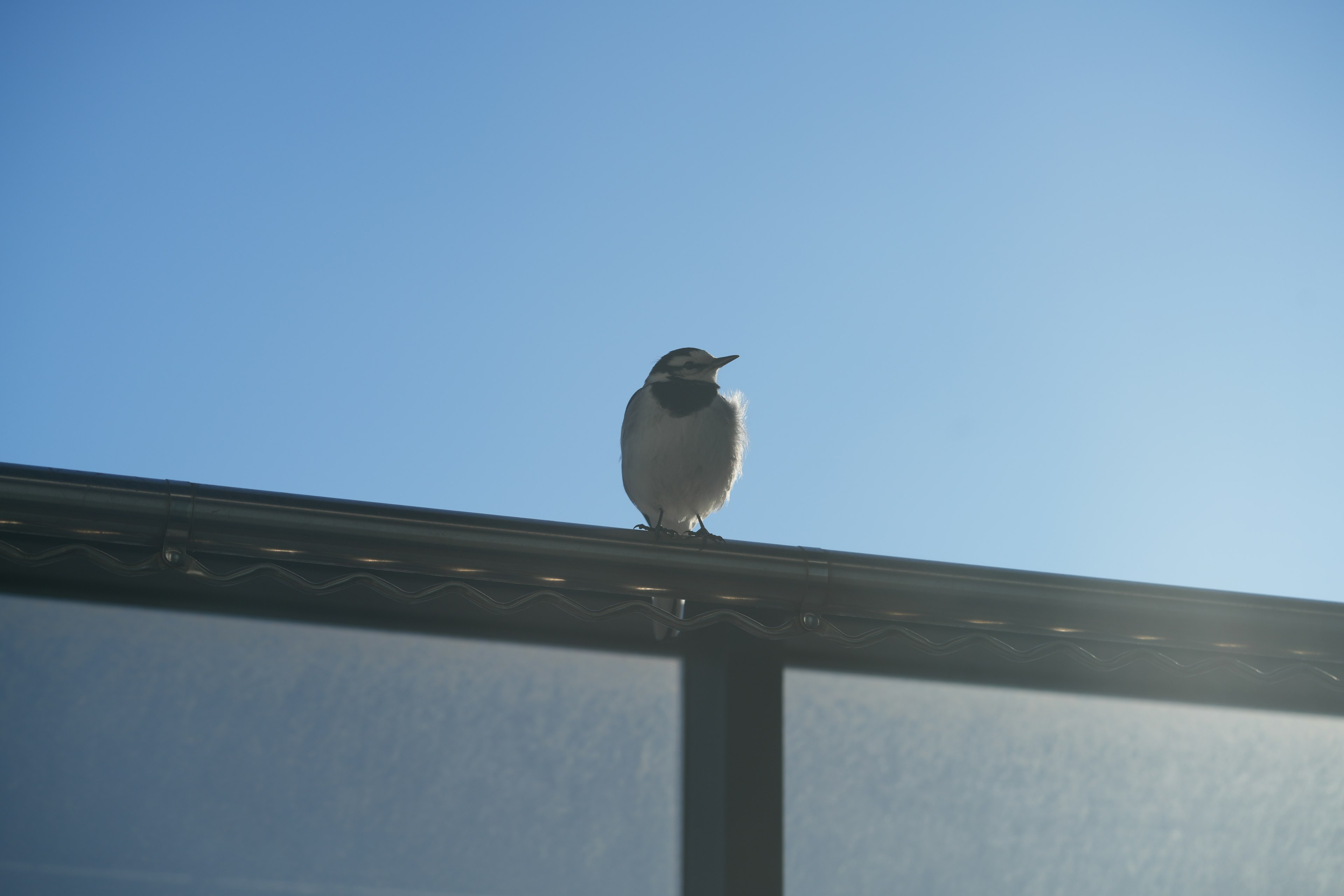 Un petit oiseau perché sur un toit sous un ciel bleu