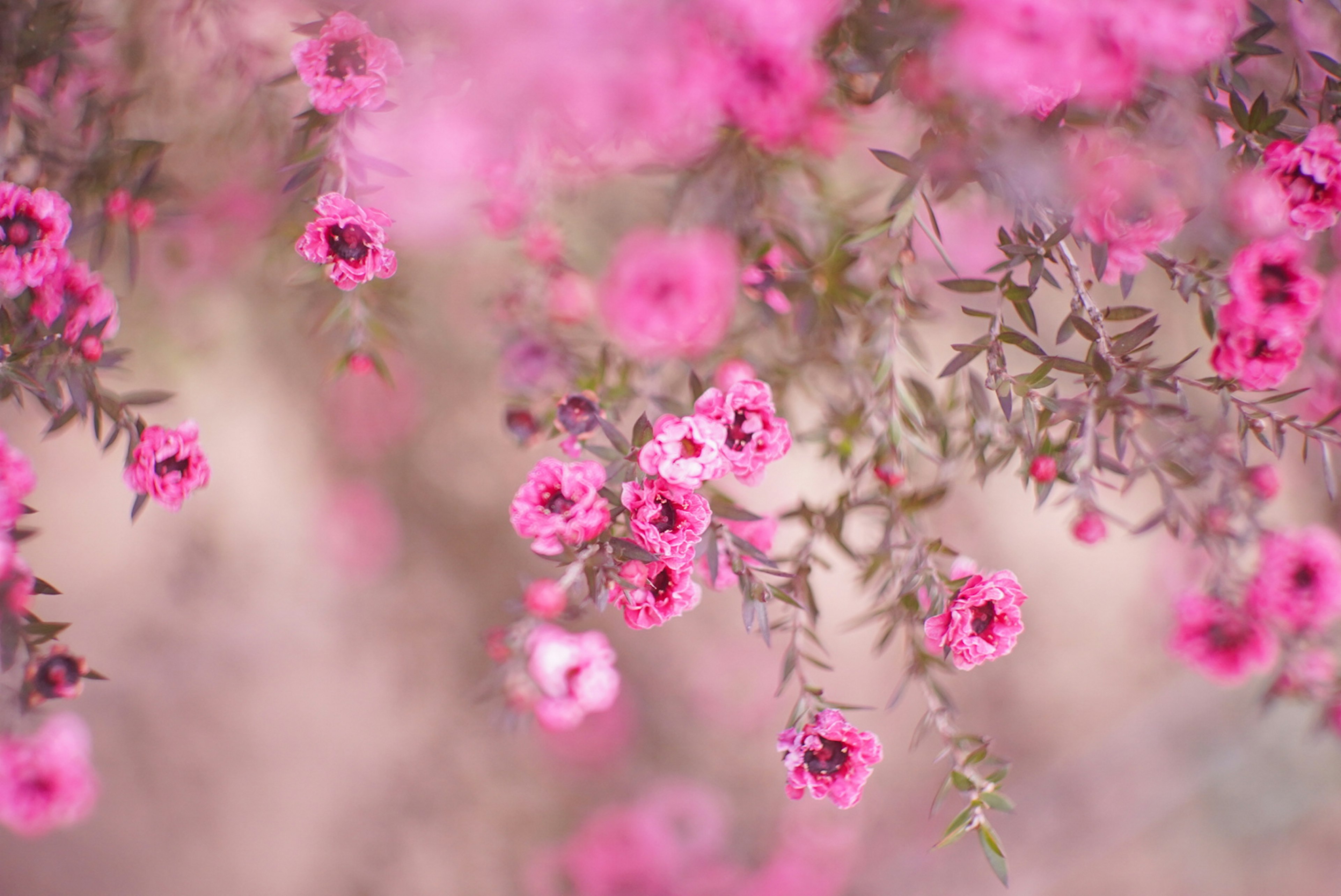 鮮やかなピンクの花が咲く植物のクローズアップ