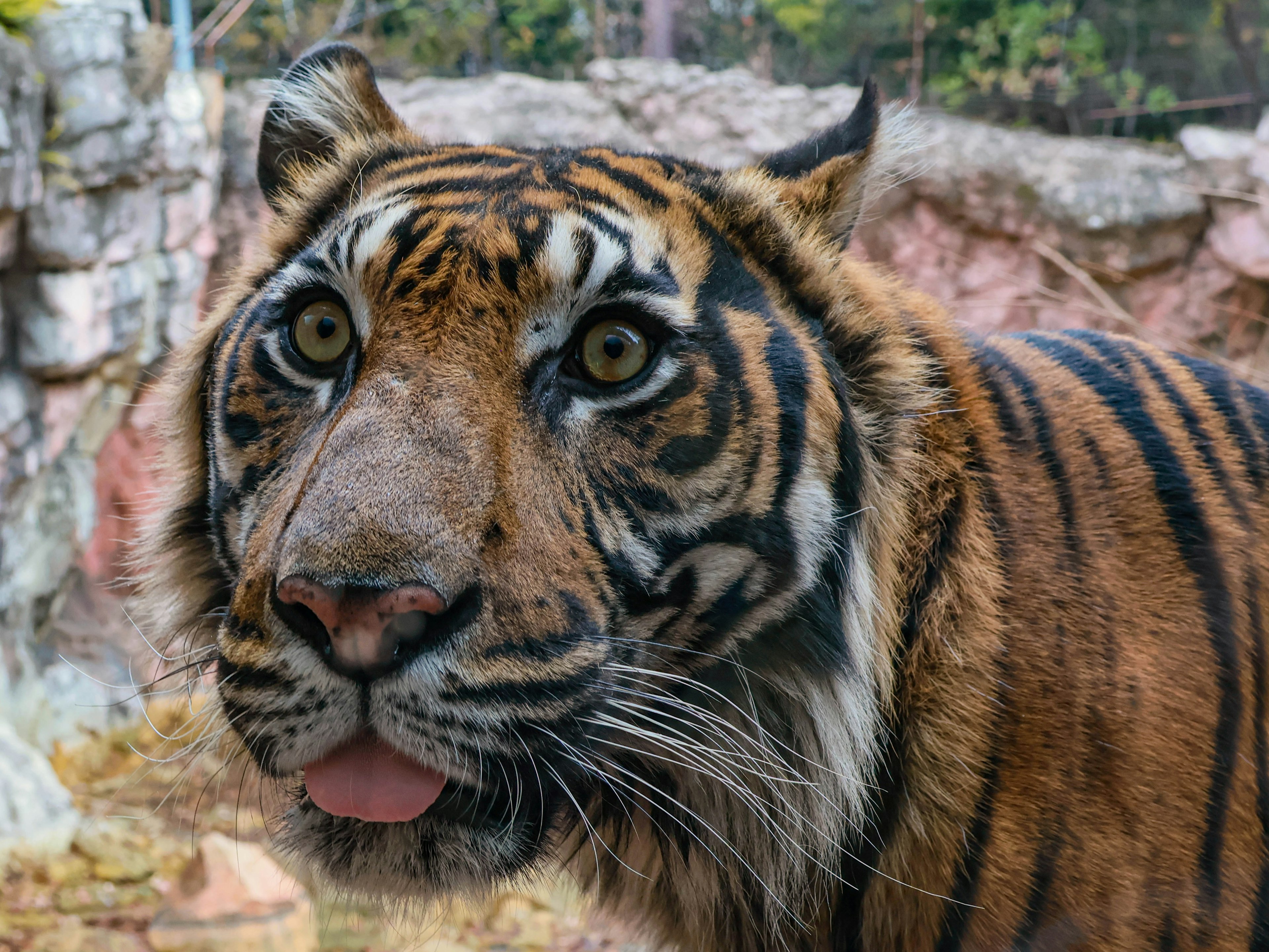 Nahaufnahme eines Tigergesichts mit orange-schwarzen Streifen