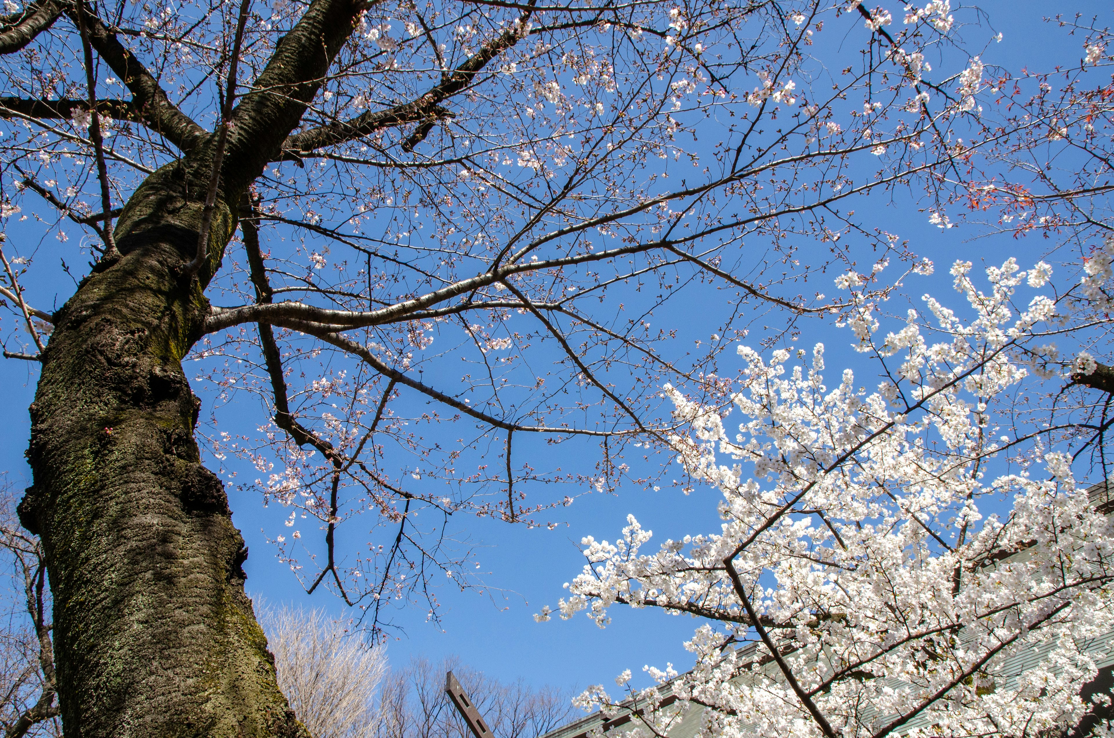 Flores de cerezo en flor bajo un cielo azul con un tronco de árbol