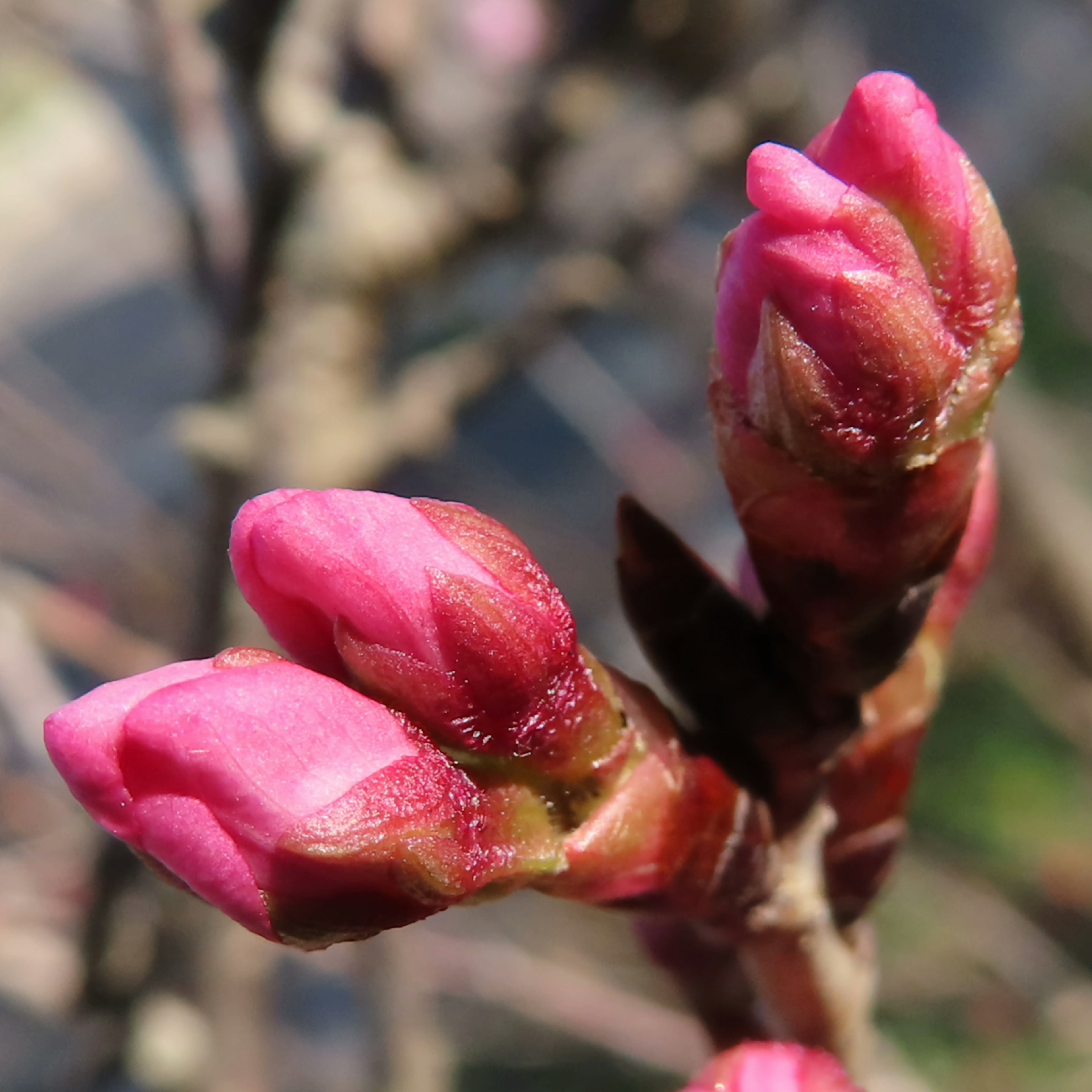 Nahaufnahme von rosa Blütenknospen an einem Zweig