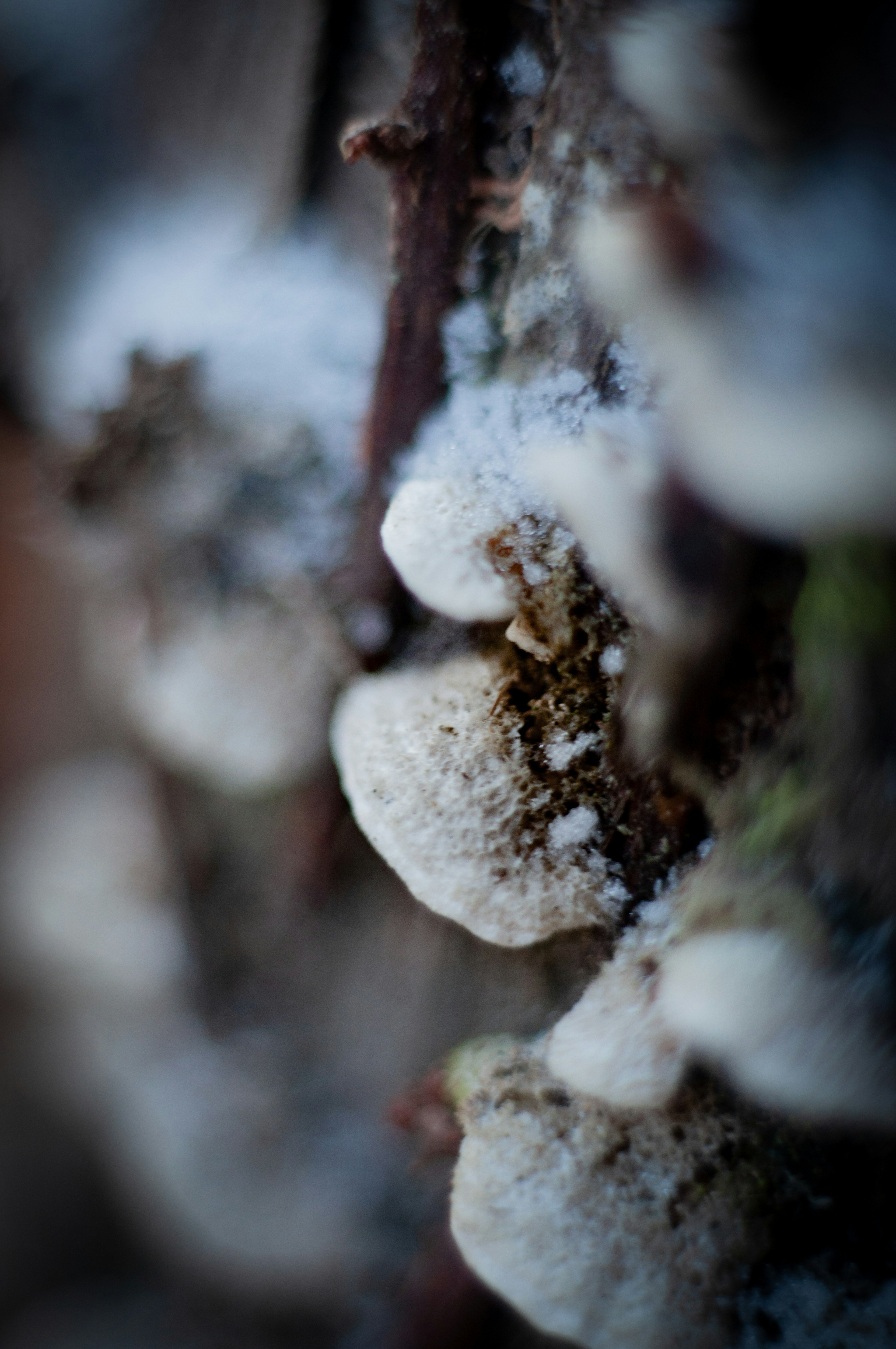 Gros plan de champignons blancs sur l'écorce d'un arbre