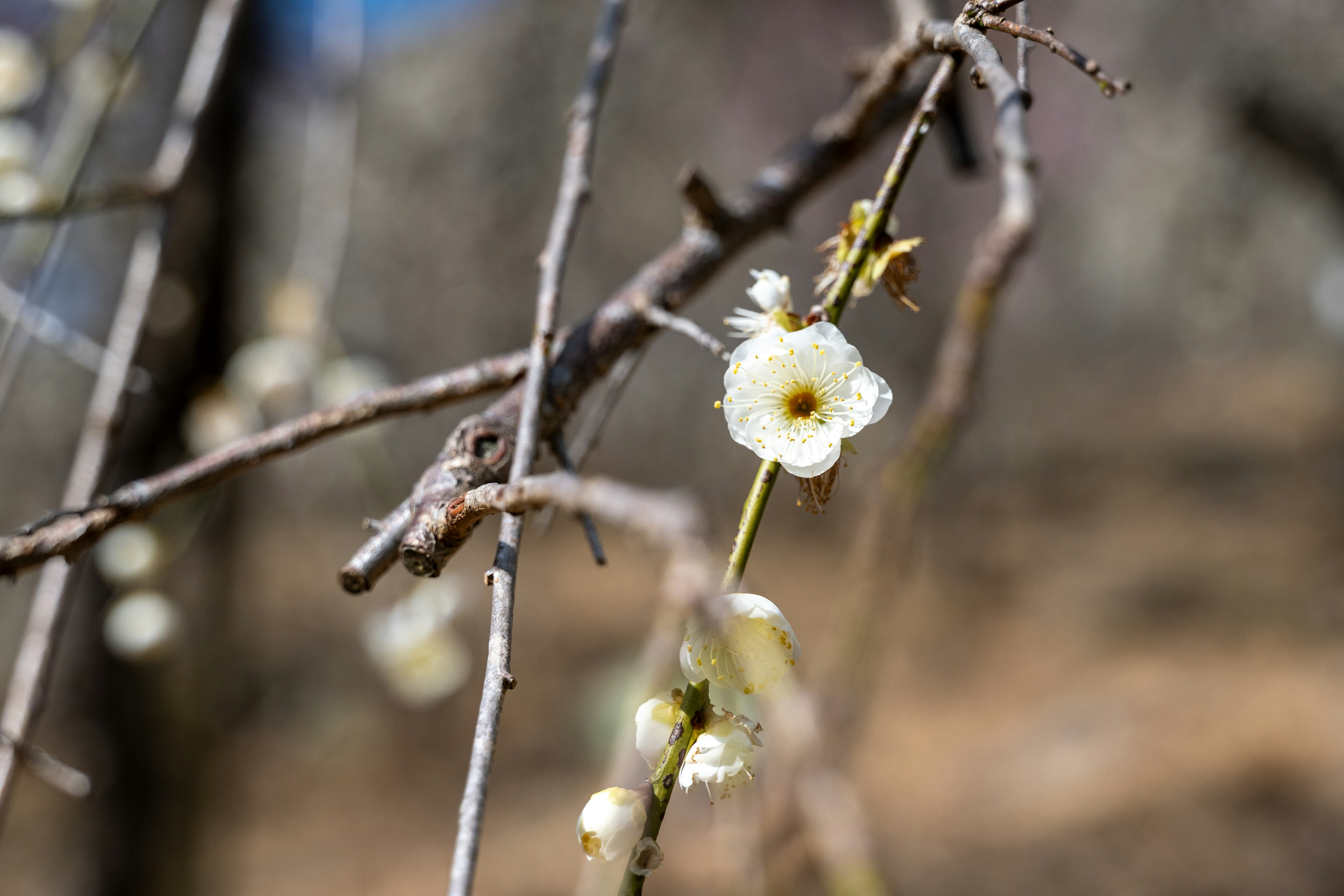 Primo piano di un ramo con fiori bianchi in fiore