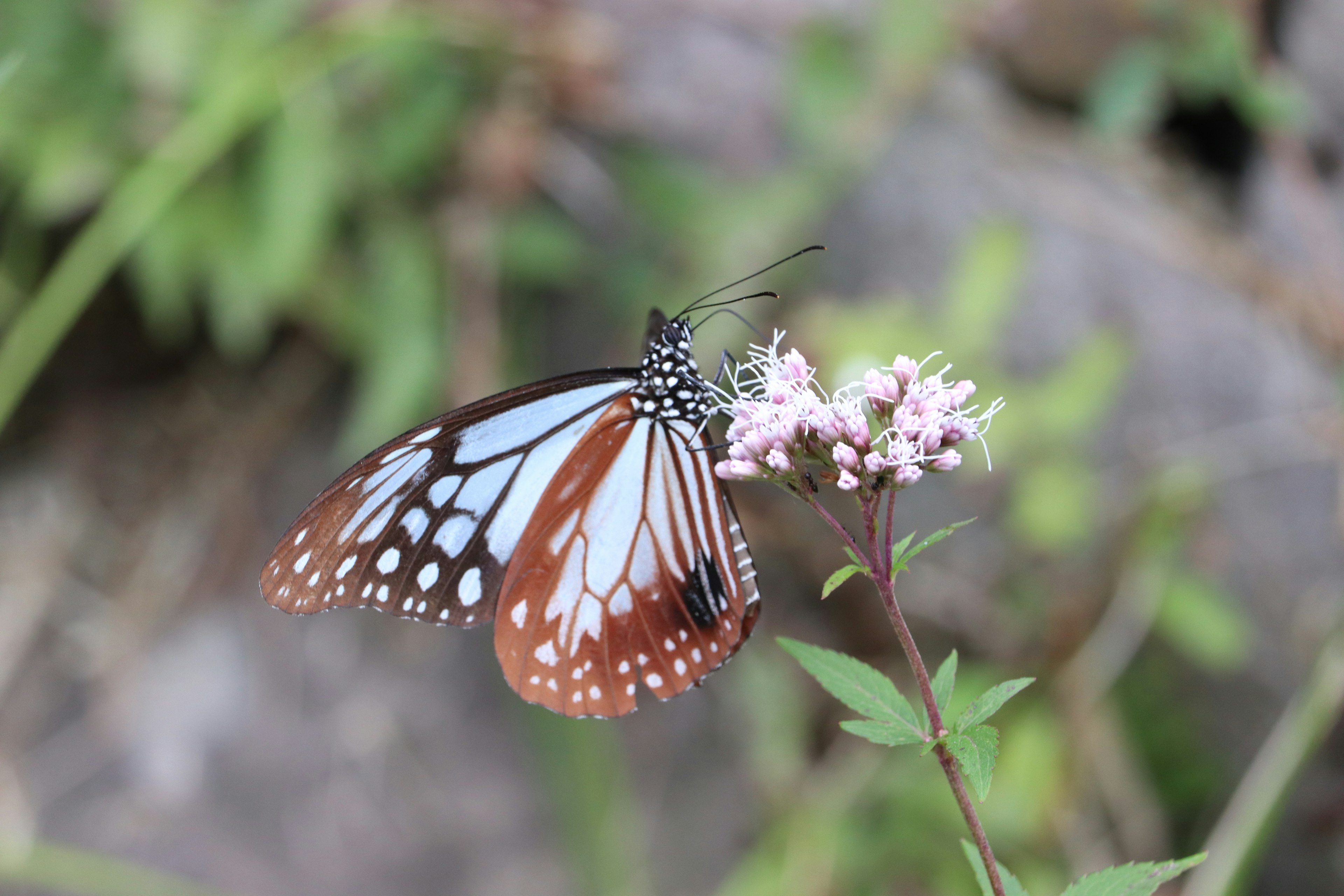 Mariposa marrón con patrones azules descansando en una flor