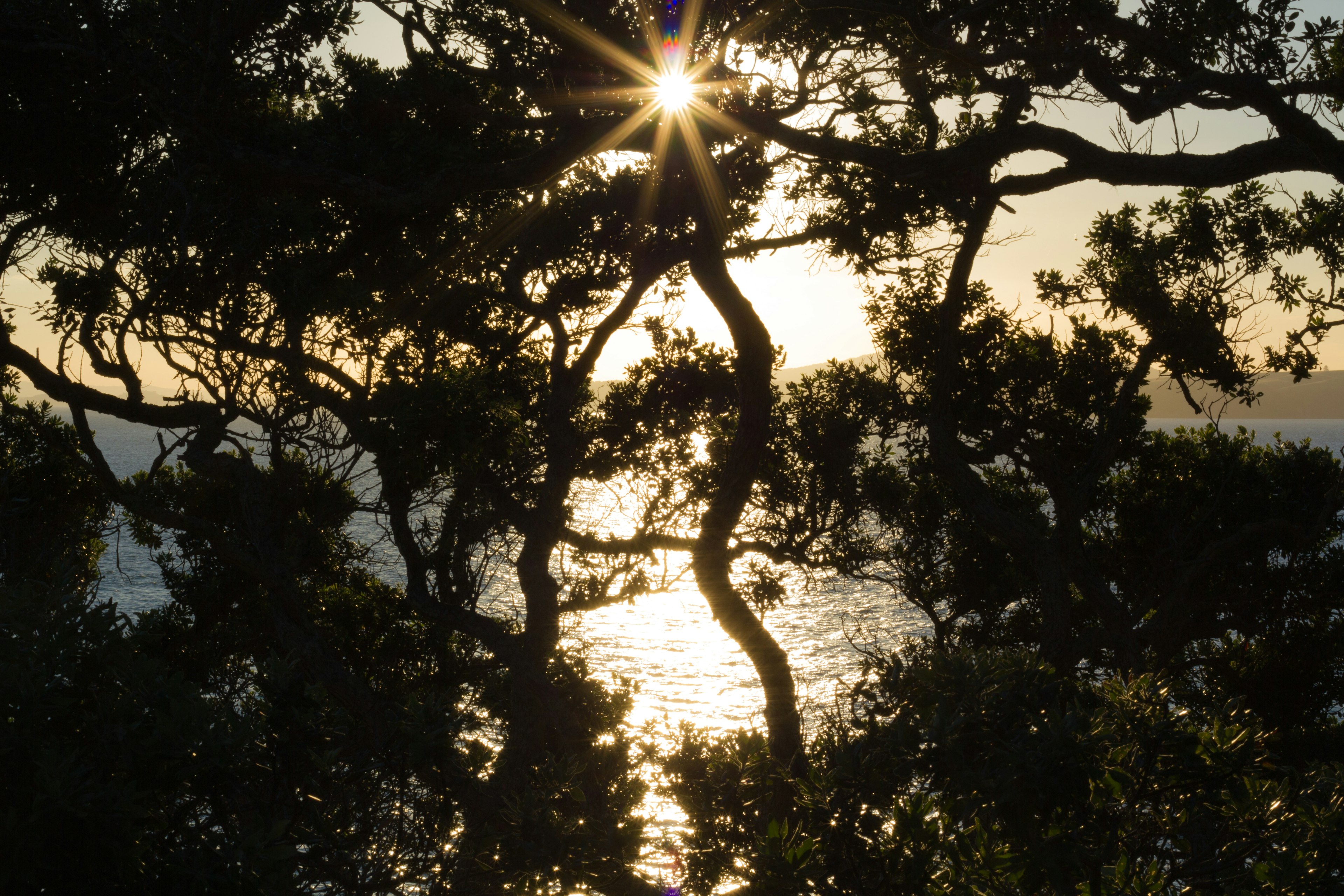 木々の間から輝く太陽が見える海の風景