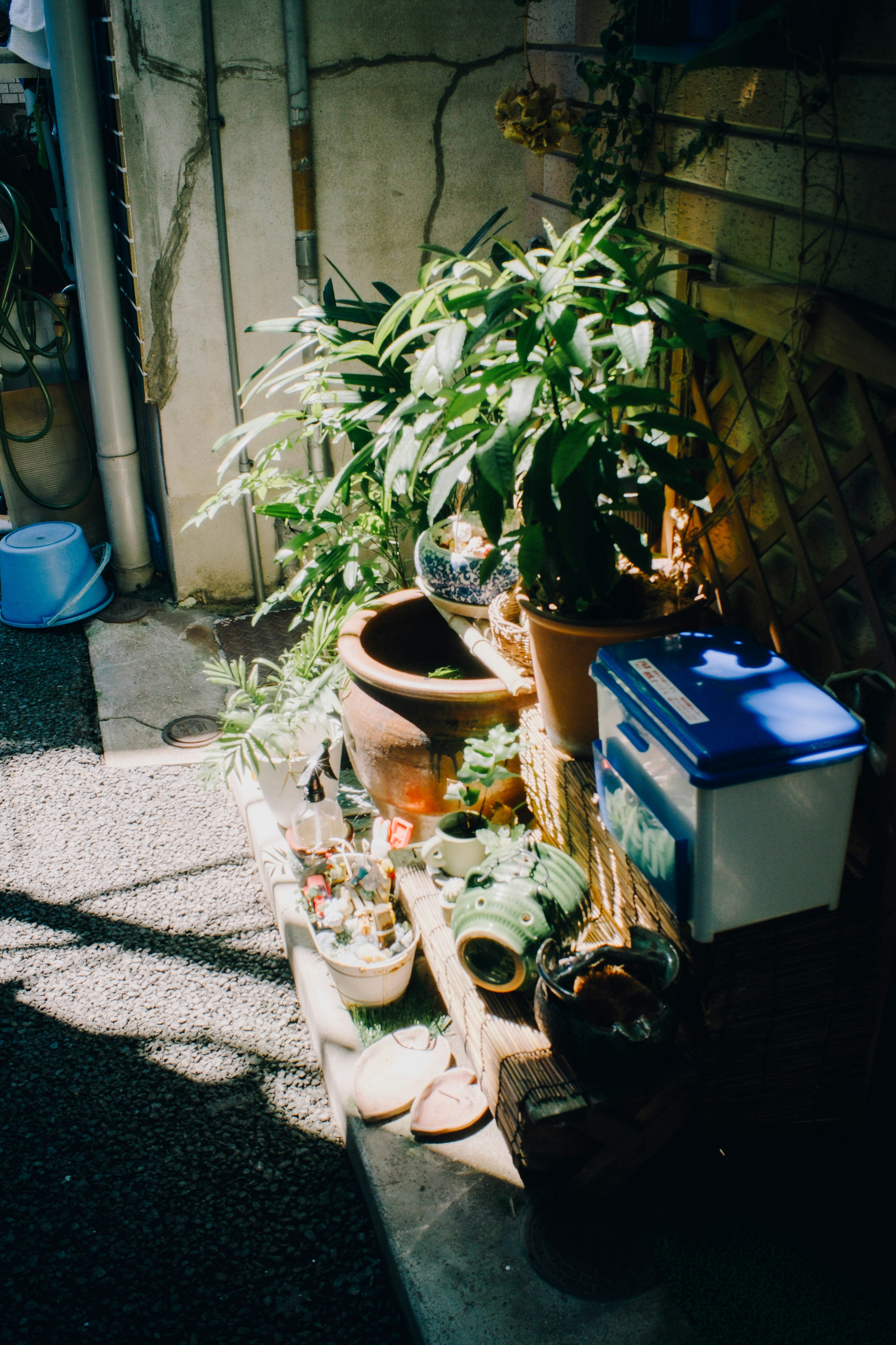 A narrow pathway featuring various plants and ceramic pots