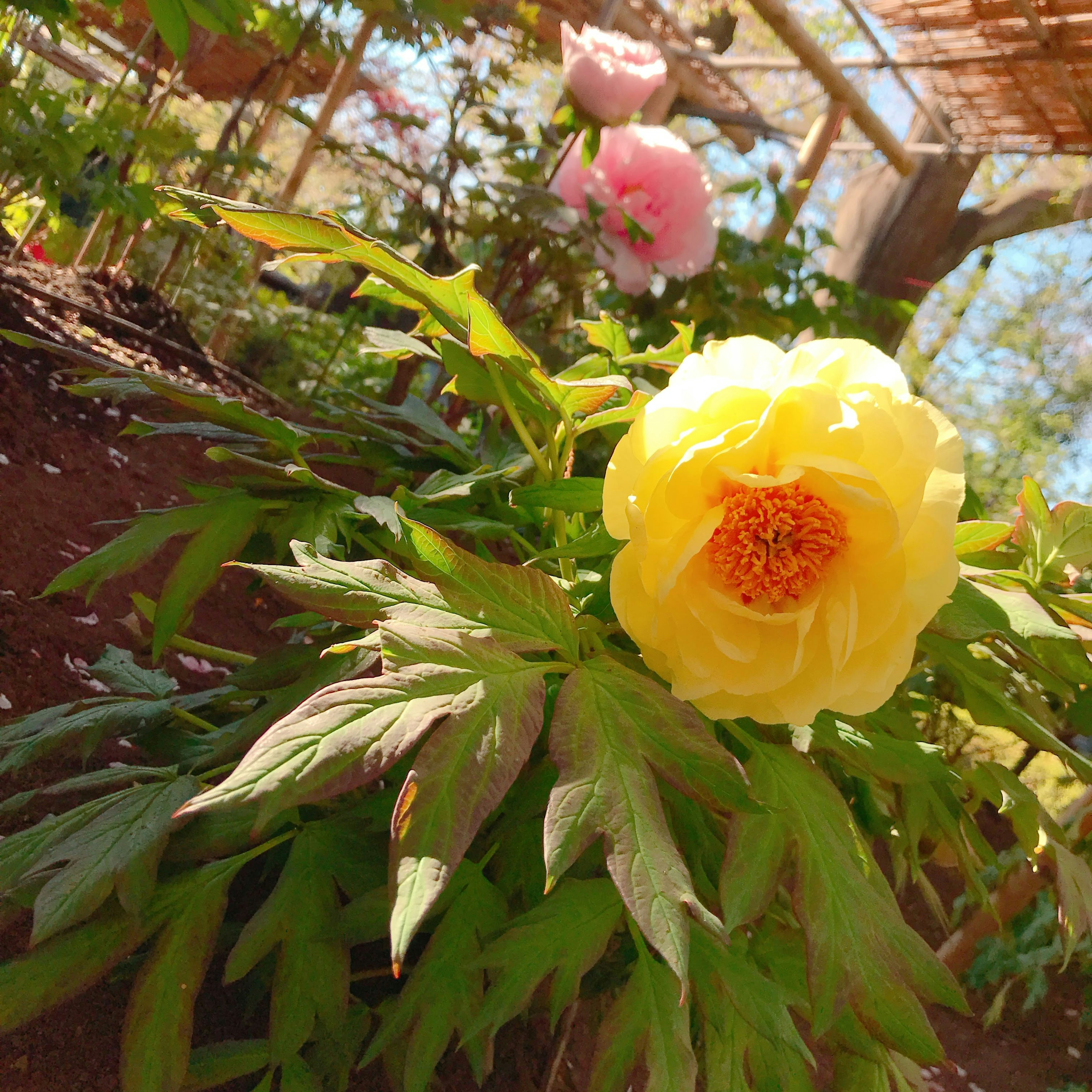 A garden scene featuring a yellow flower and green leaves