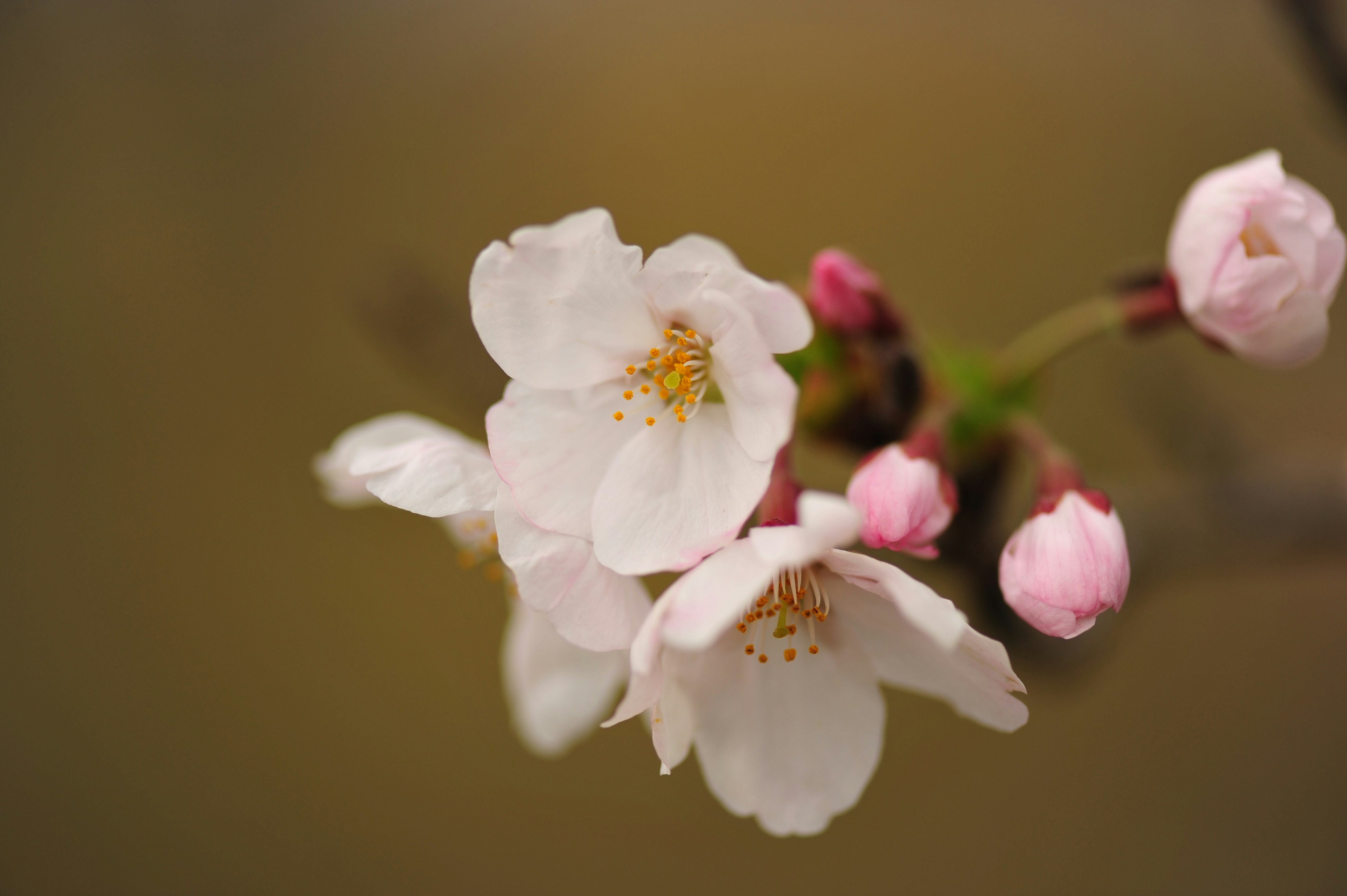 Fleurs de cerisier délicates et bourgeons sur une branche