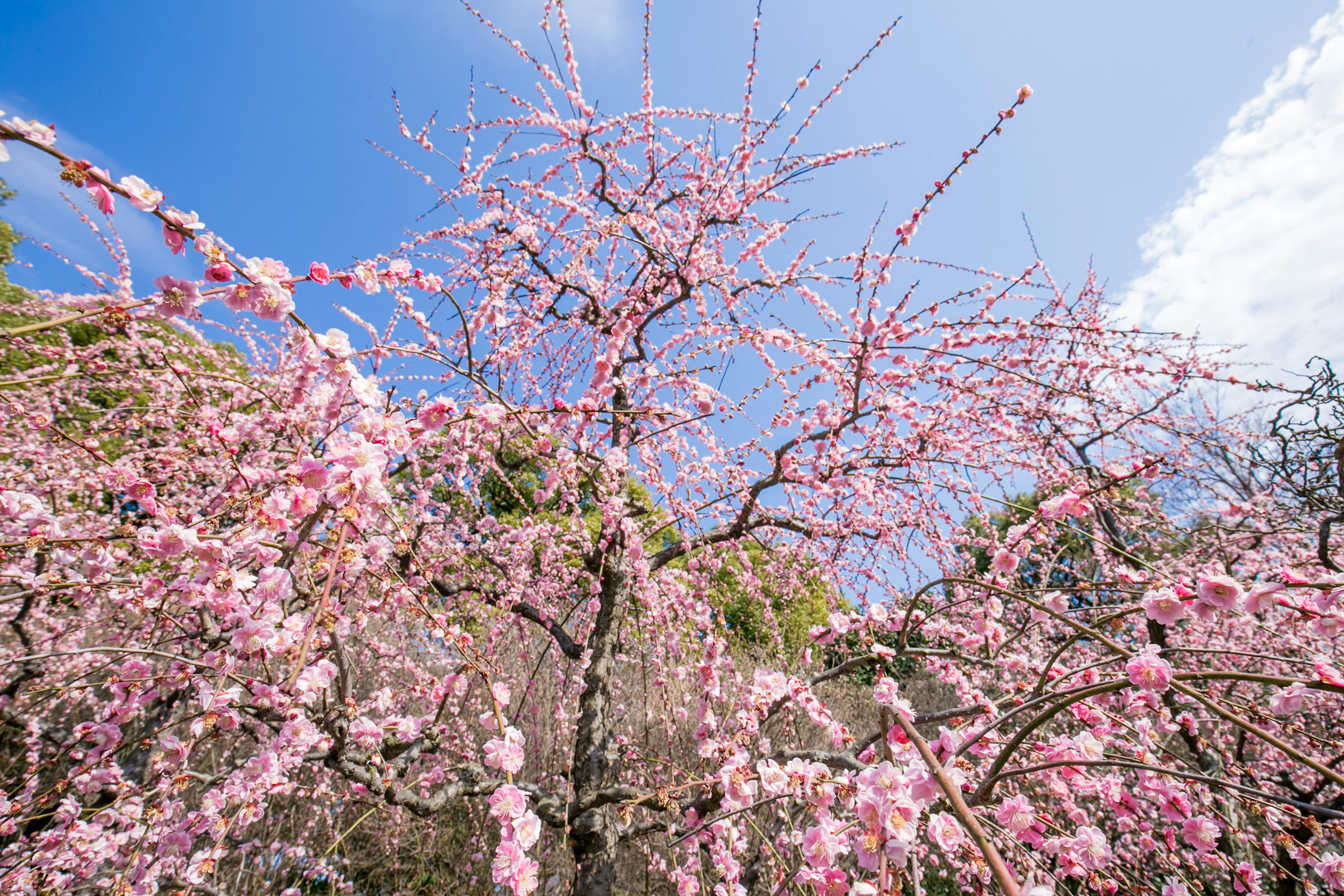 Alberi di ciliegio in fiore con cielo blu