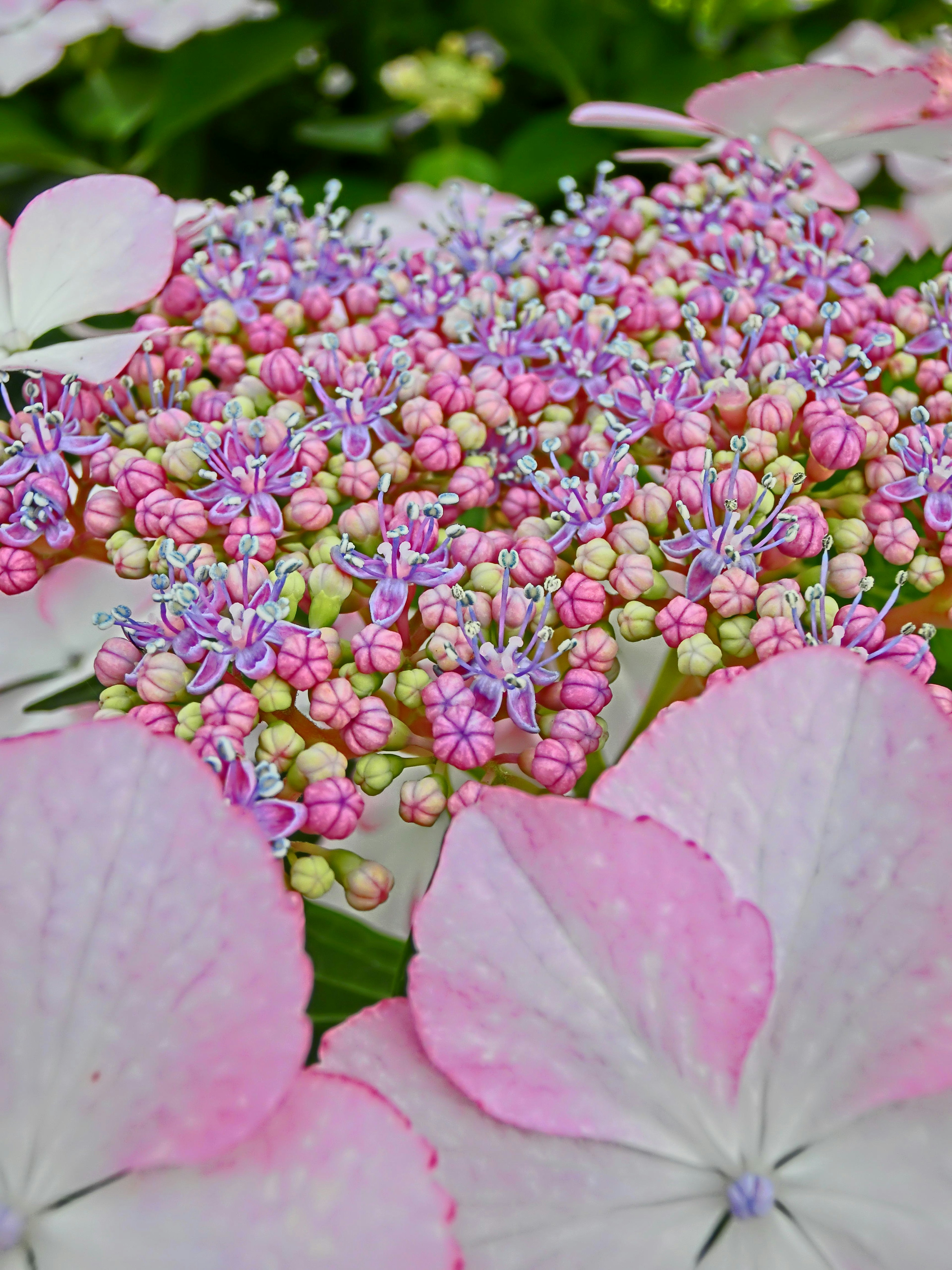 Gros plan d'une belle hortensia avec des pétales roses et des grappes de petites fleurs violettes