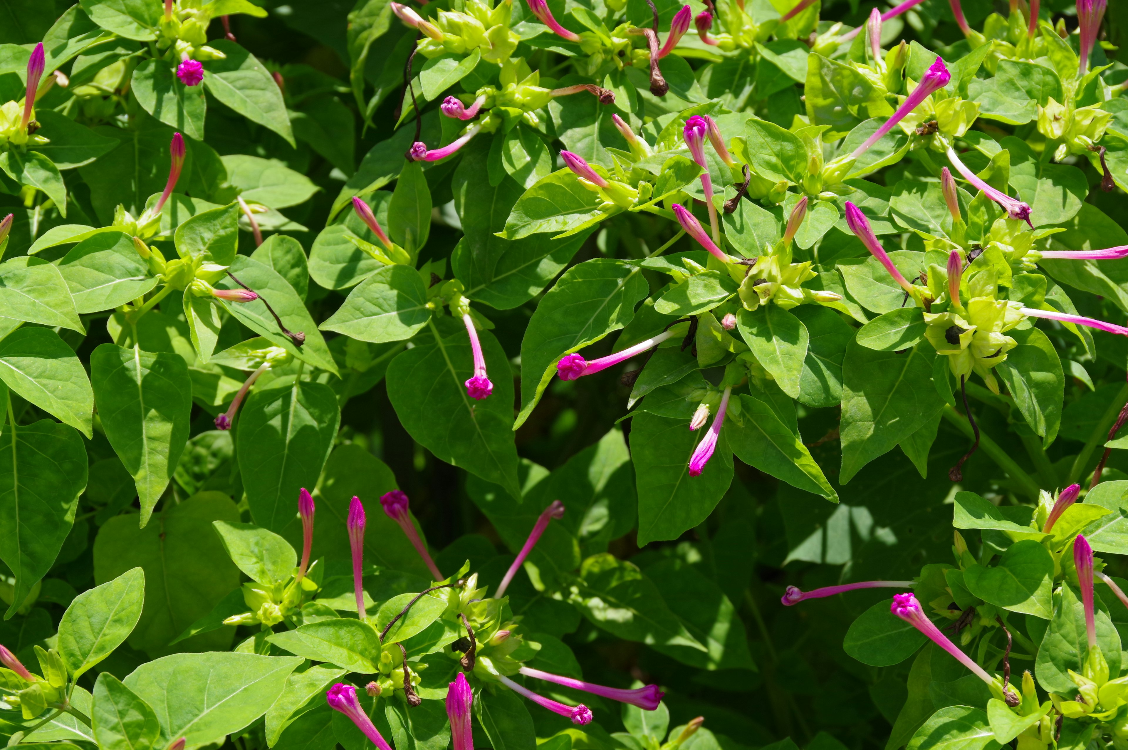 Vibrant purple flowers blooming among lush green leaves