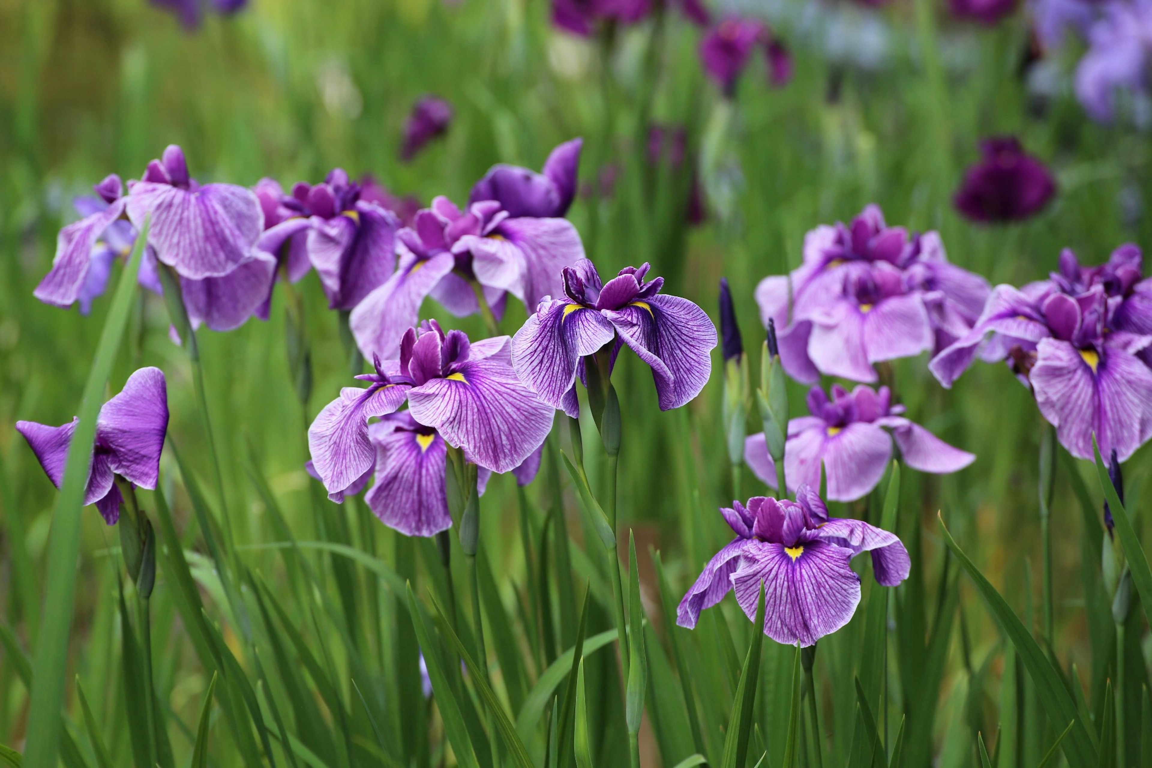 Lila Irisblumen blühen zwischen grünen Blättern