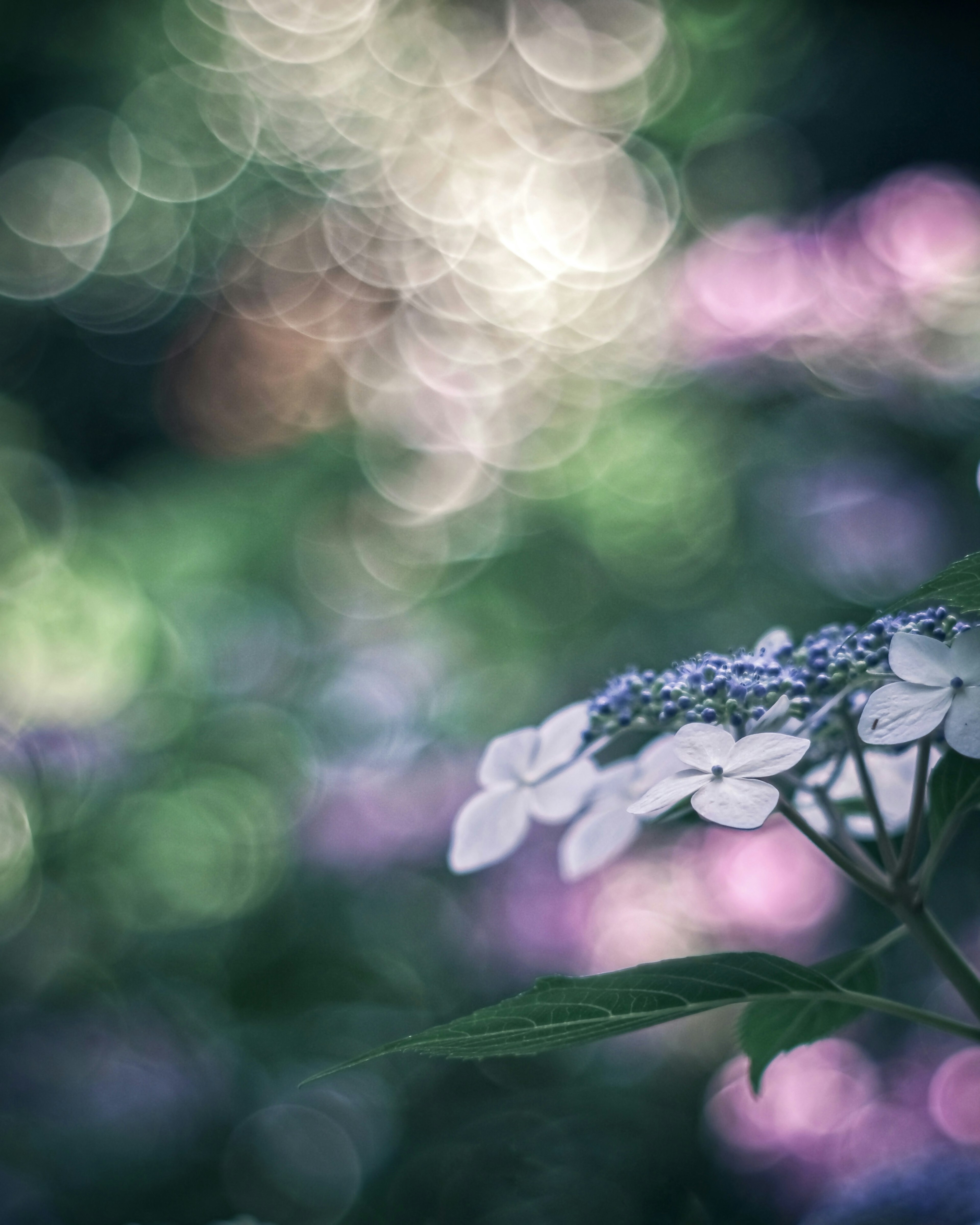 美丽的白花与柔和的虚化背景