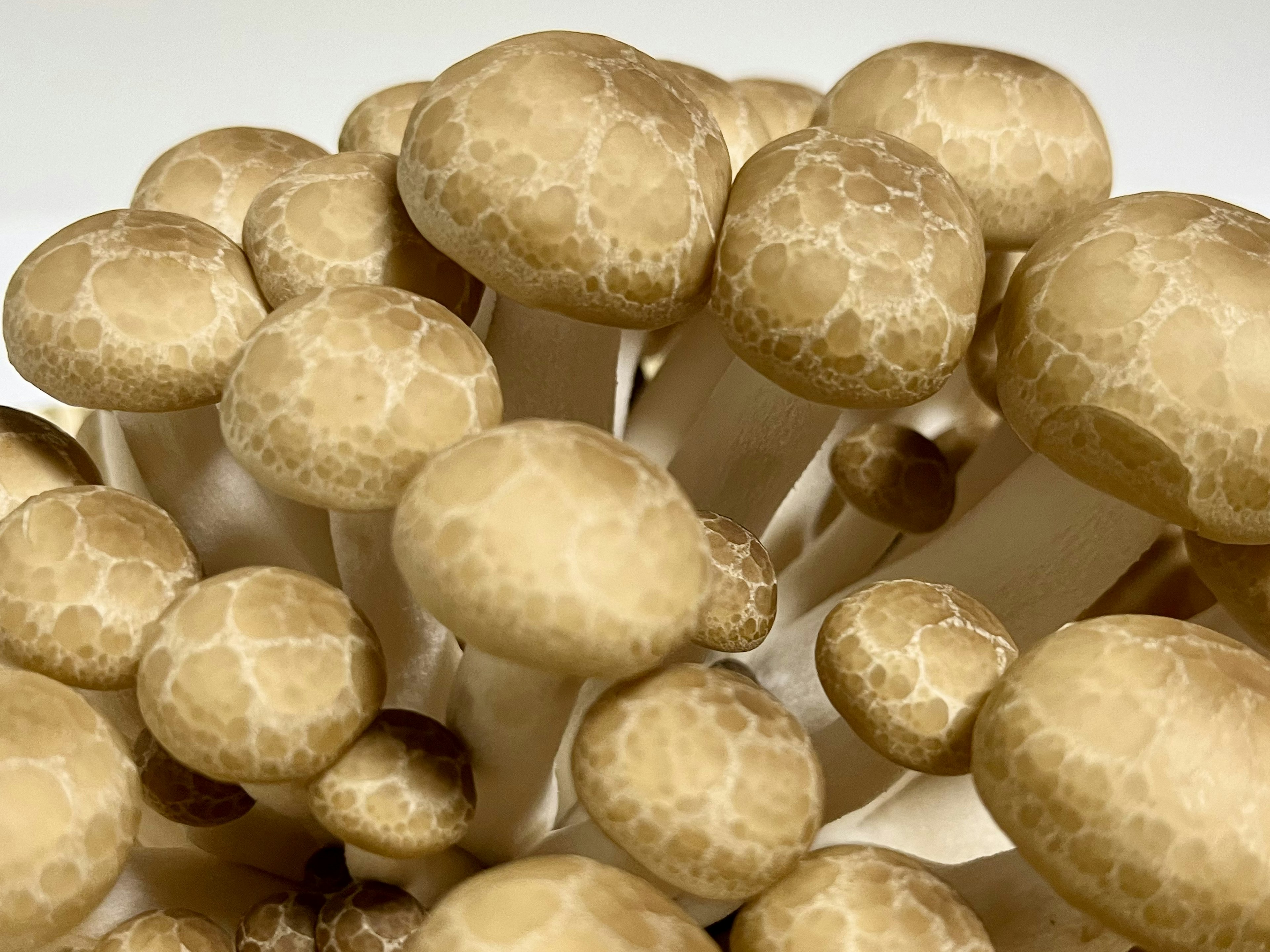 Cluster of pale-colored mushrooms with unique textures