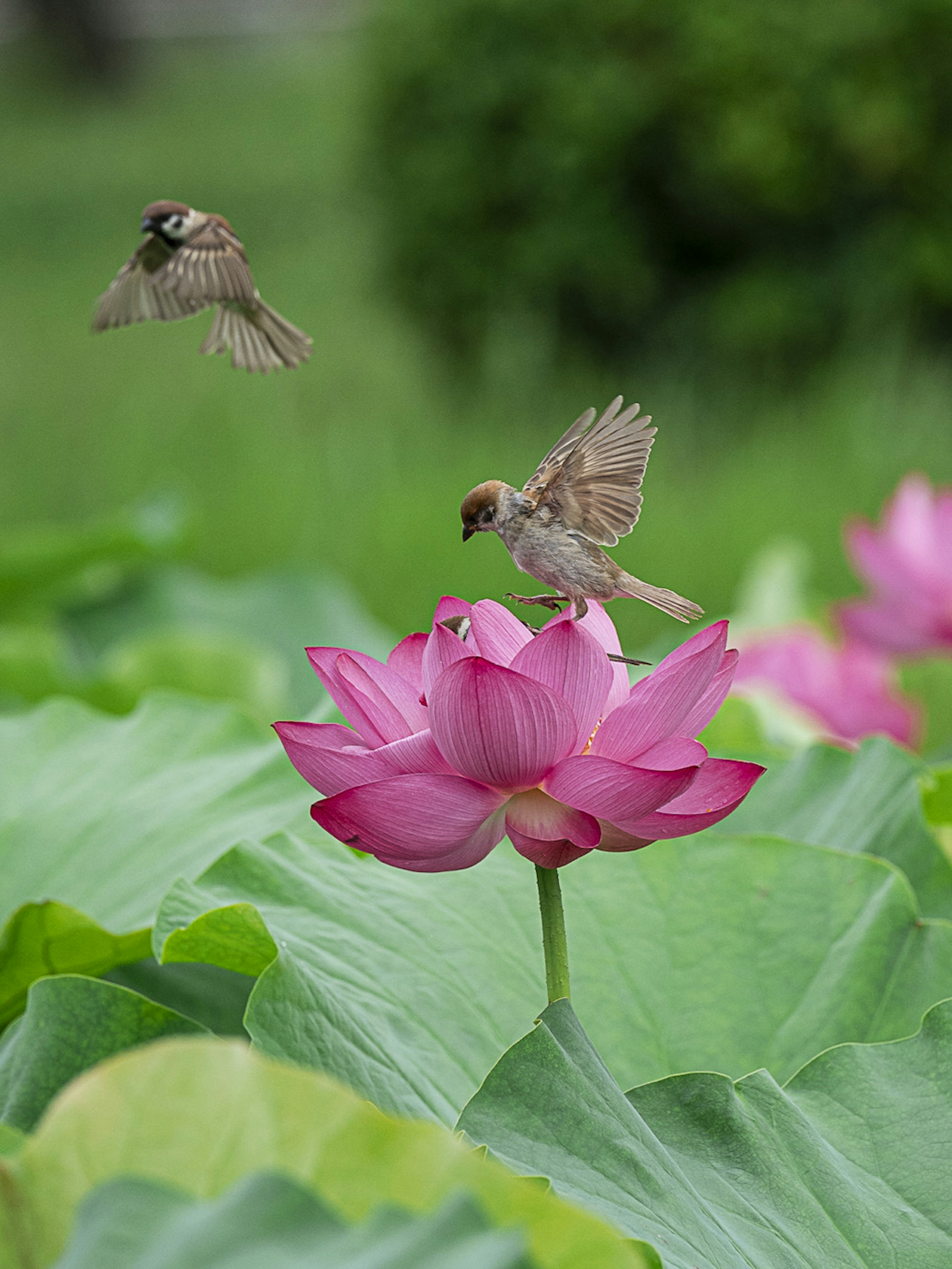 蓮の花の上にいる小鳥と飛んでいる小鳥の美しいシーン