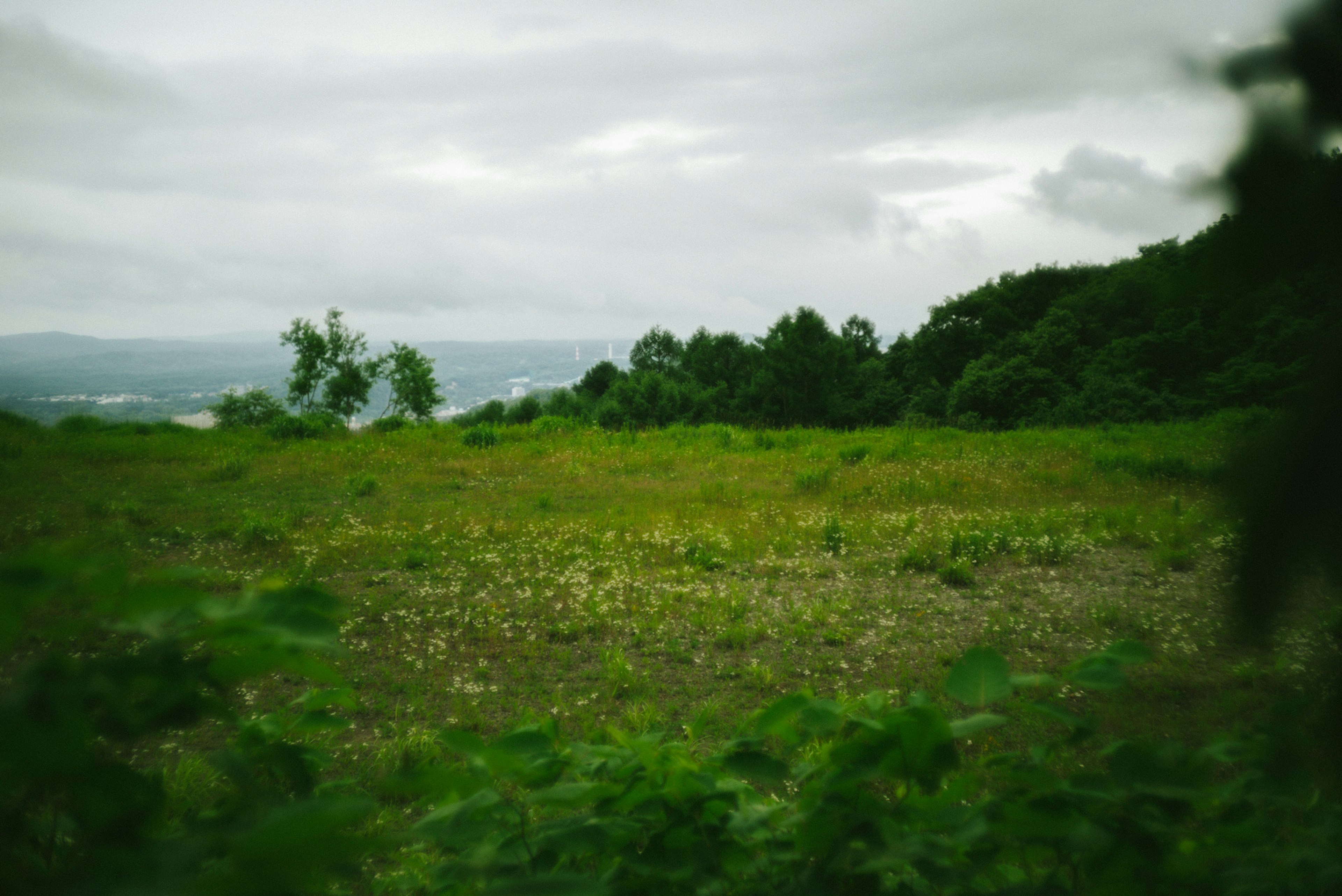 緑の草地と曇り空の風景