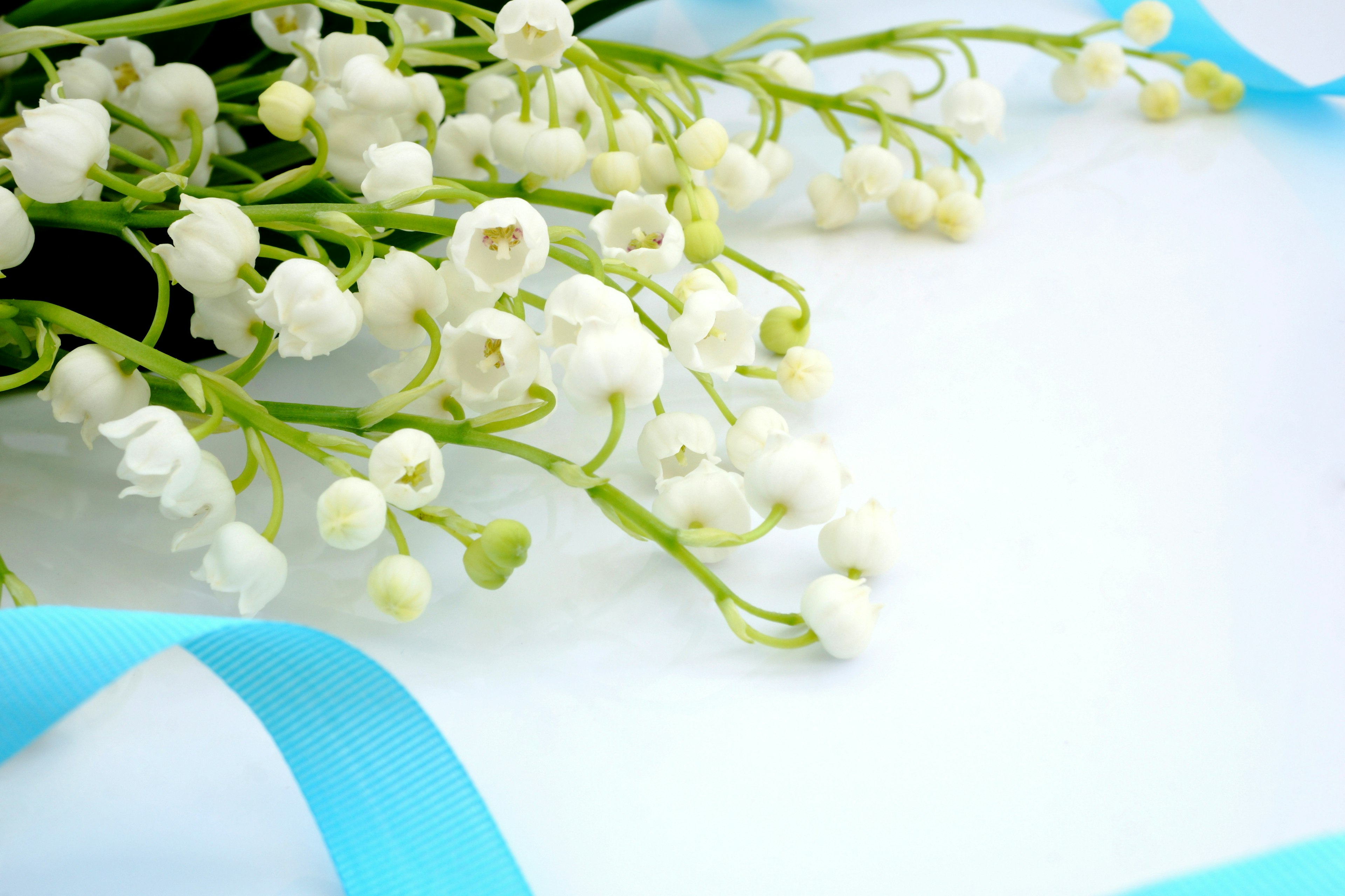 Delicate white lily of the valley flowers with a soft blue ribbon on a light background