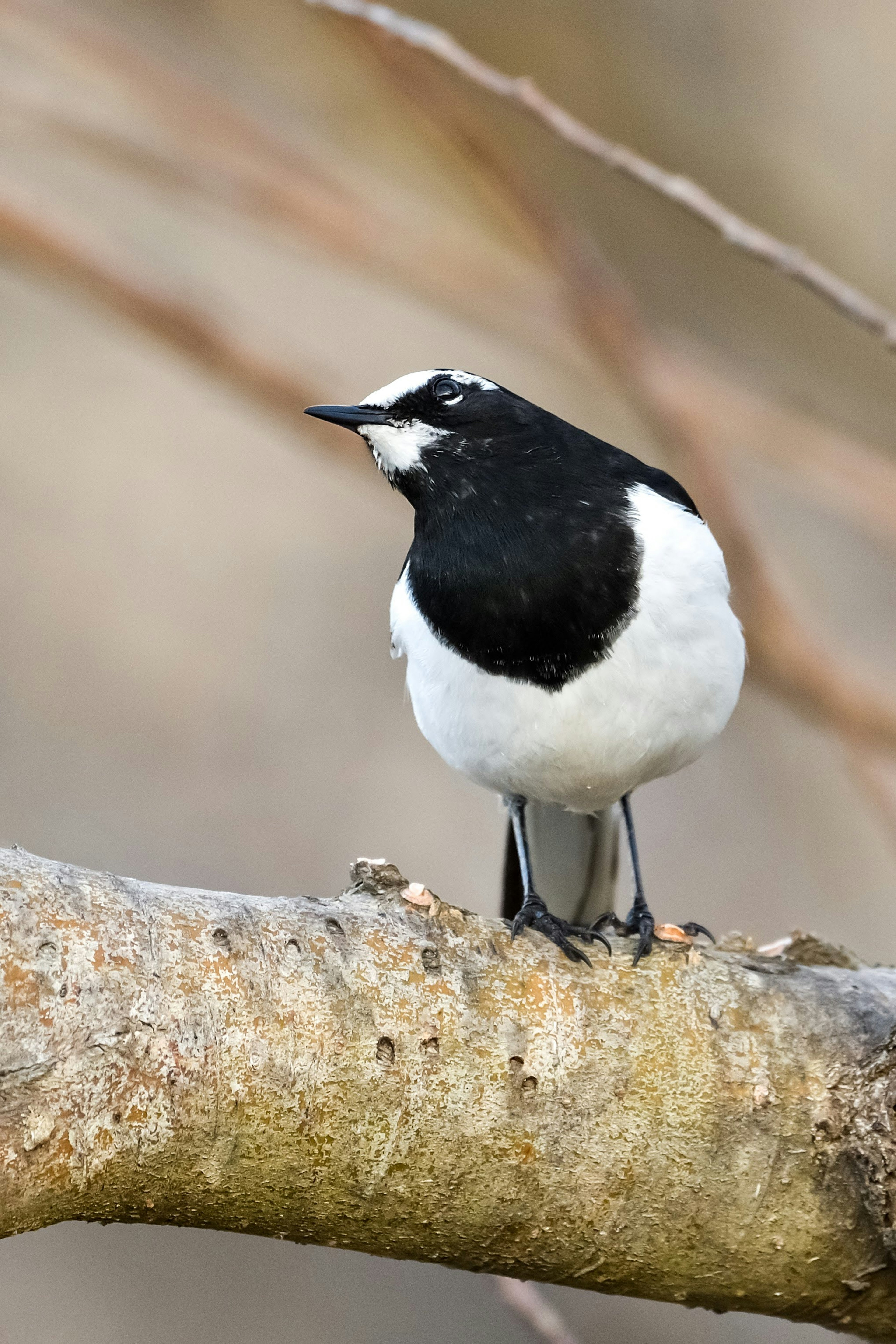 Un petit oiseau avec des plumes noires et blanches perché sur une branche