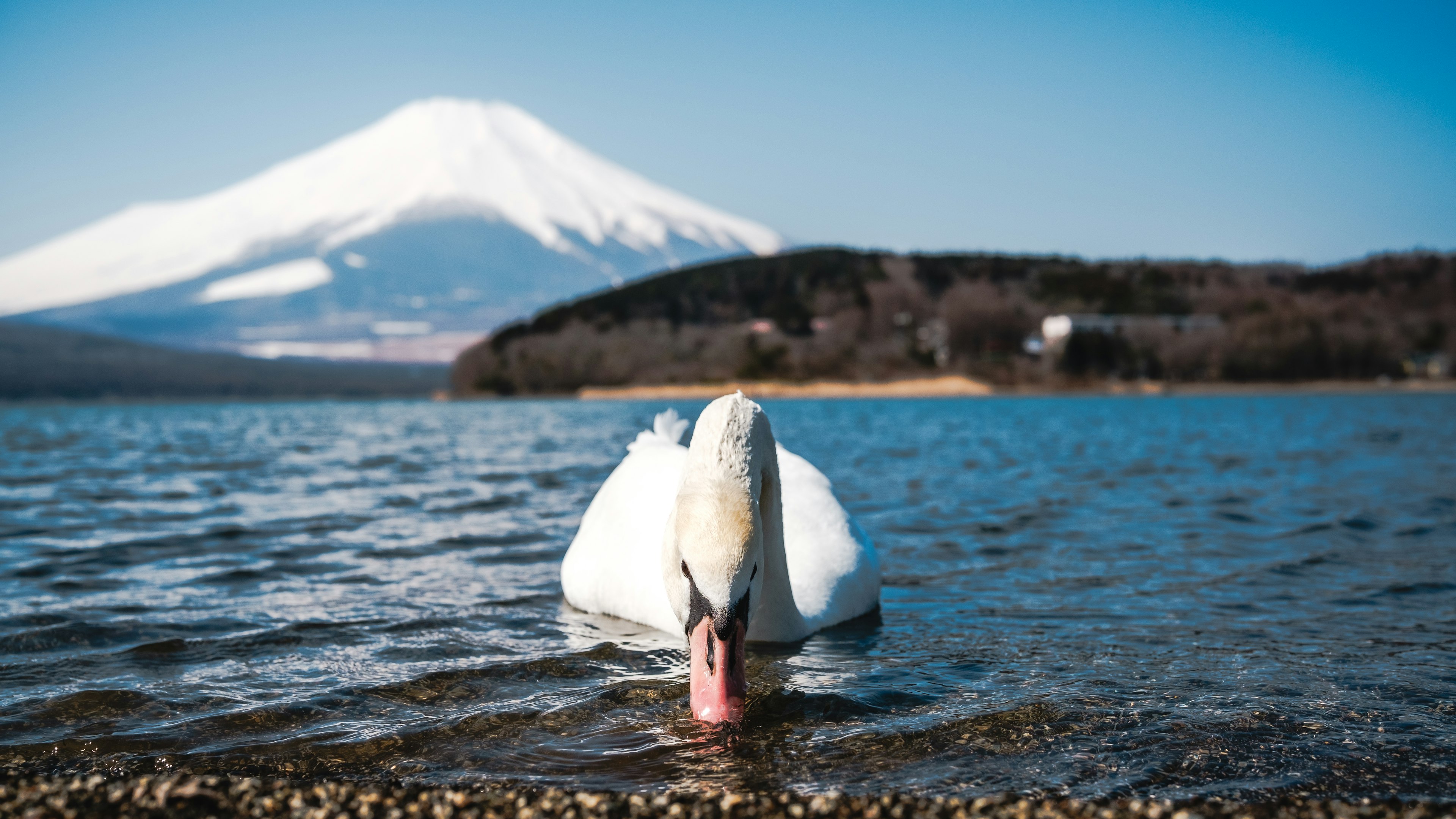 富士山を背景にした湖で泳ぐ白鳥