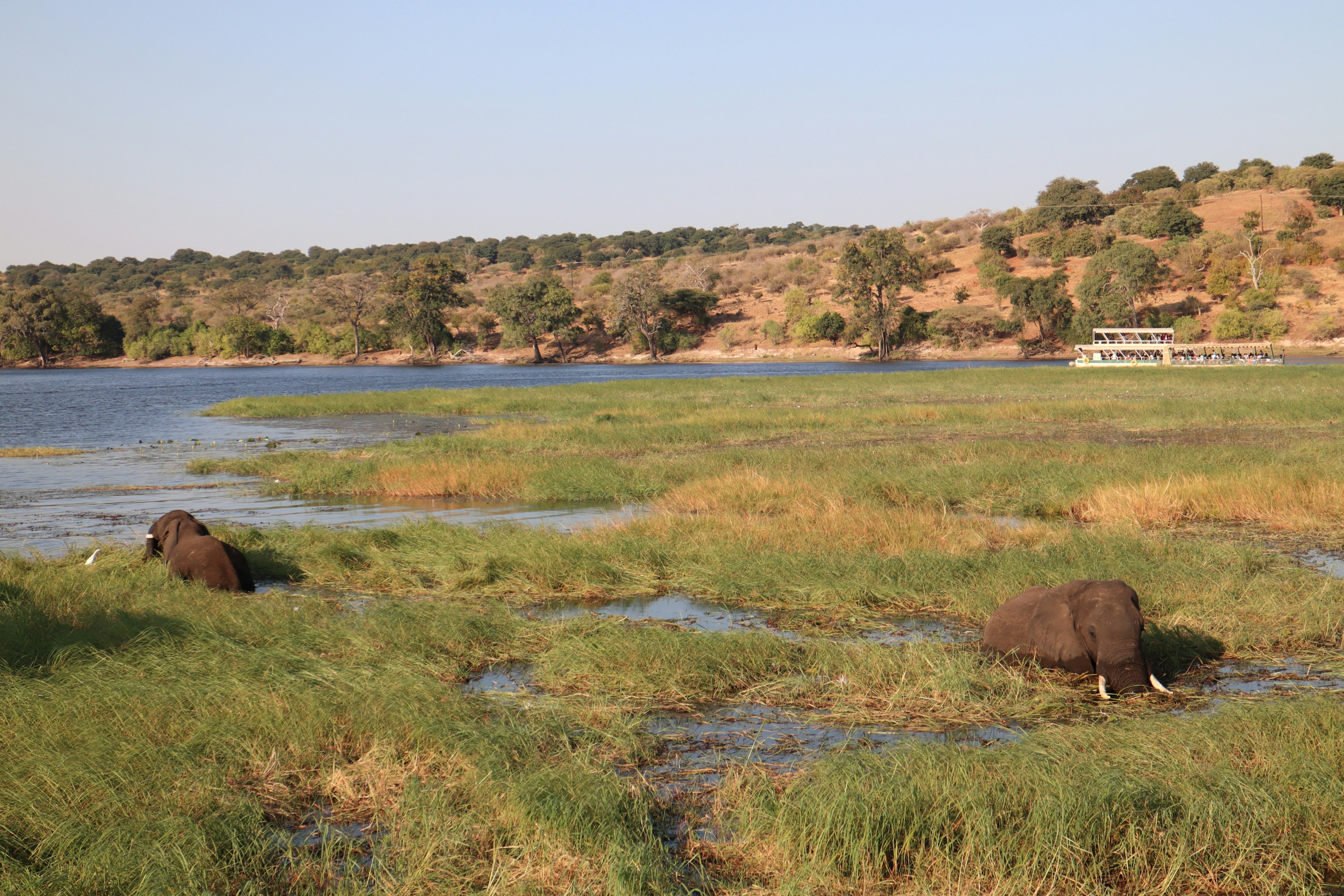 Two elephants drinking water in a grassy area with hills in the background