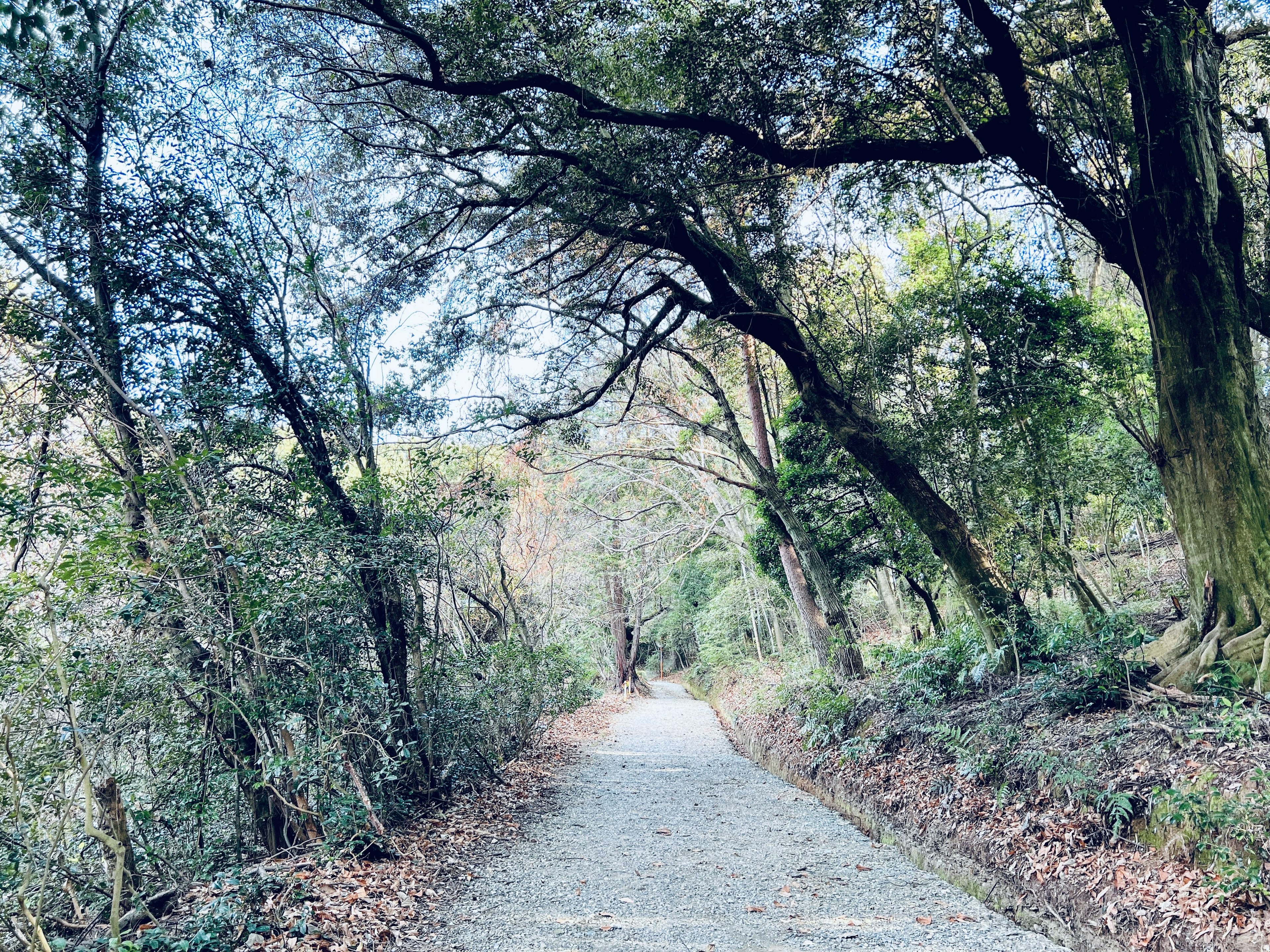 Un chemin de gravier serpentant à travers une forêt luxuriante avec de grands arbres de chaque côté