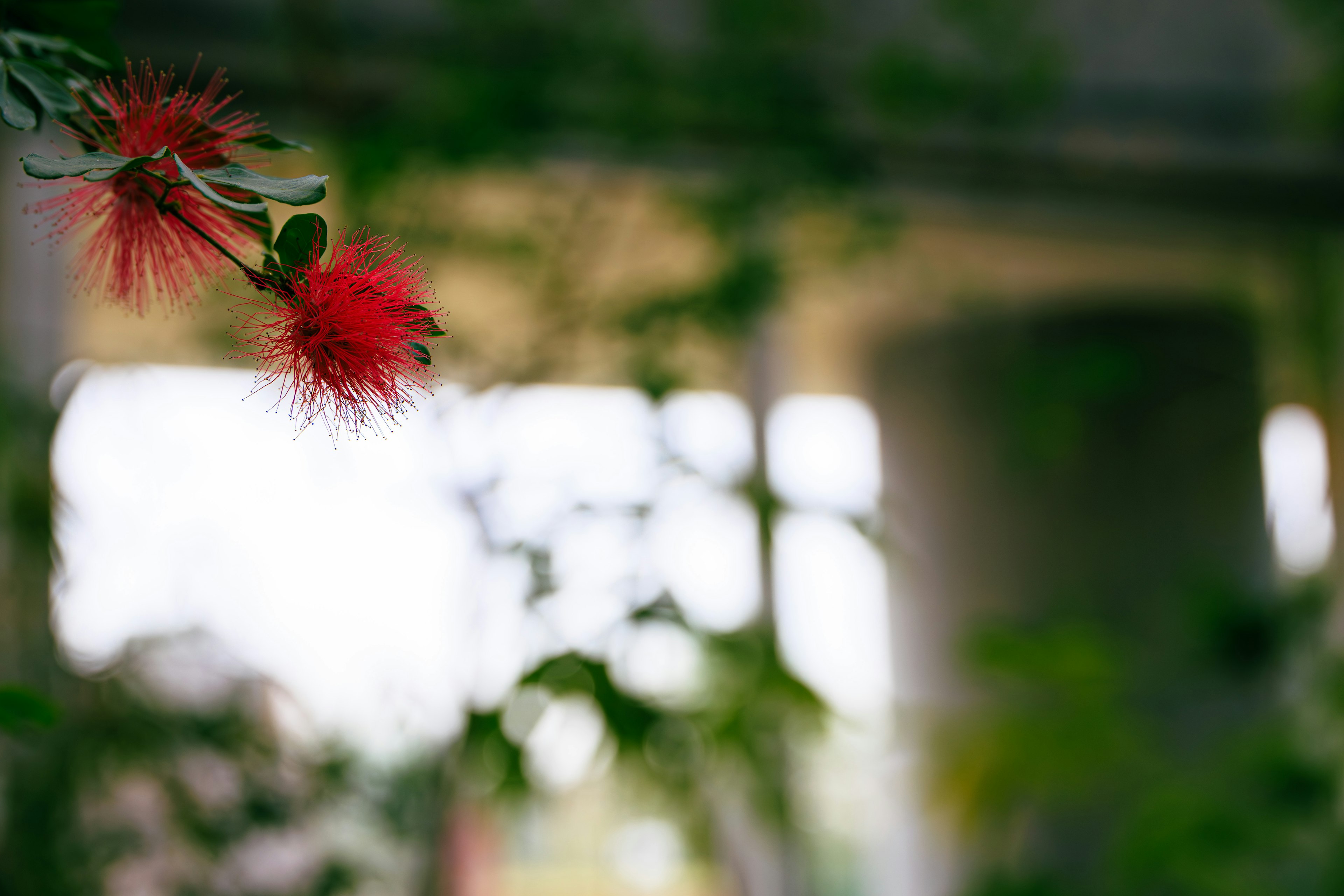 Red flower visible among blurred green background