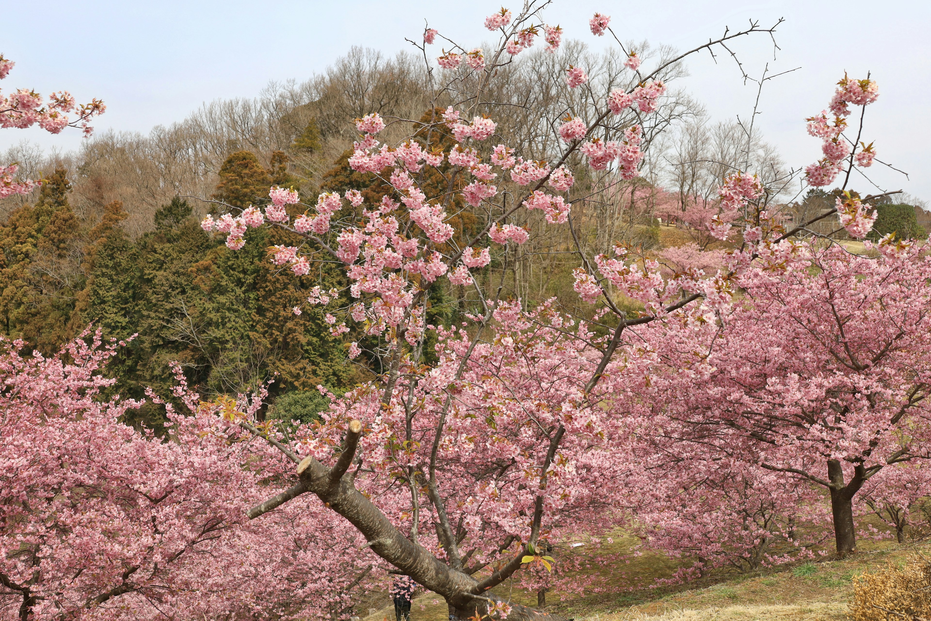 Paisaje de árboles de cerezo en flor