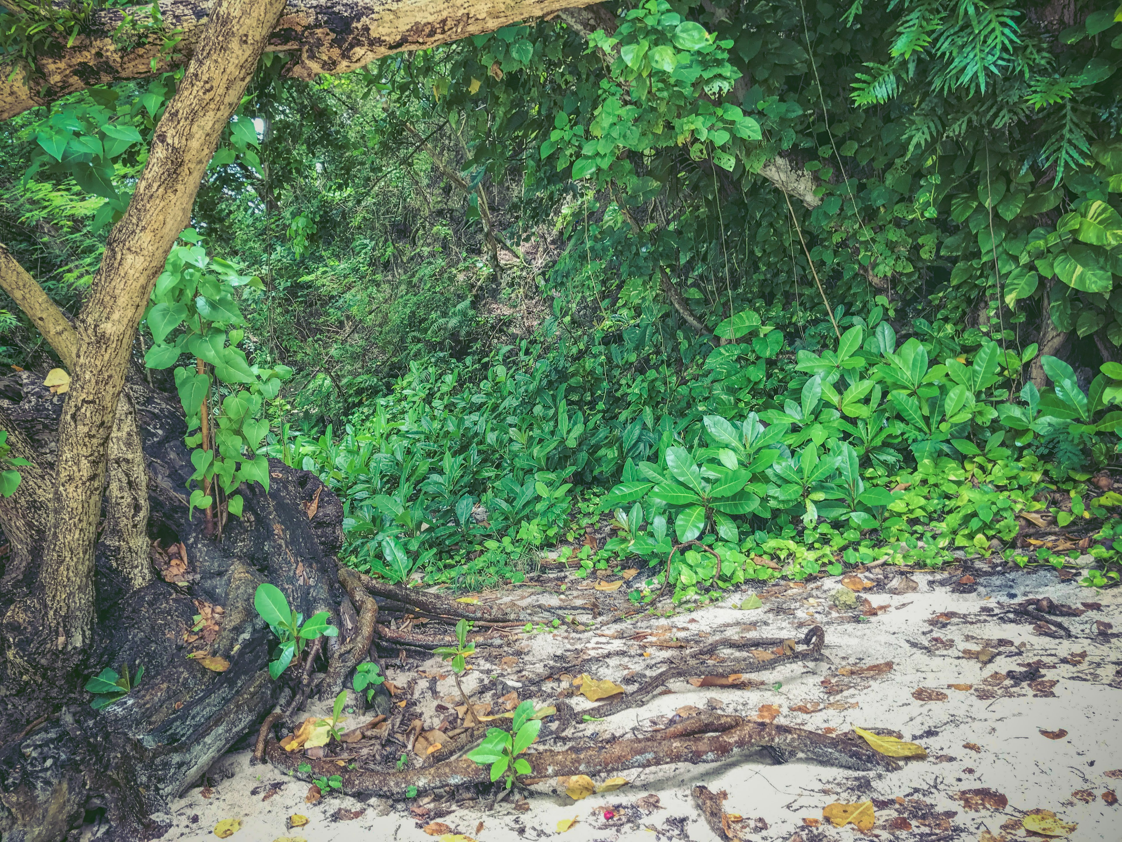 Lush tropical greenery bordering a sandy beach