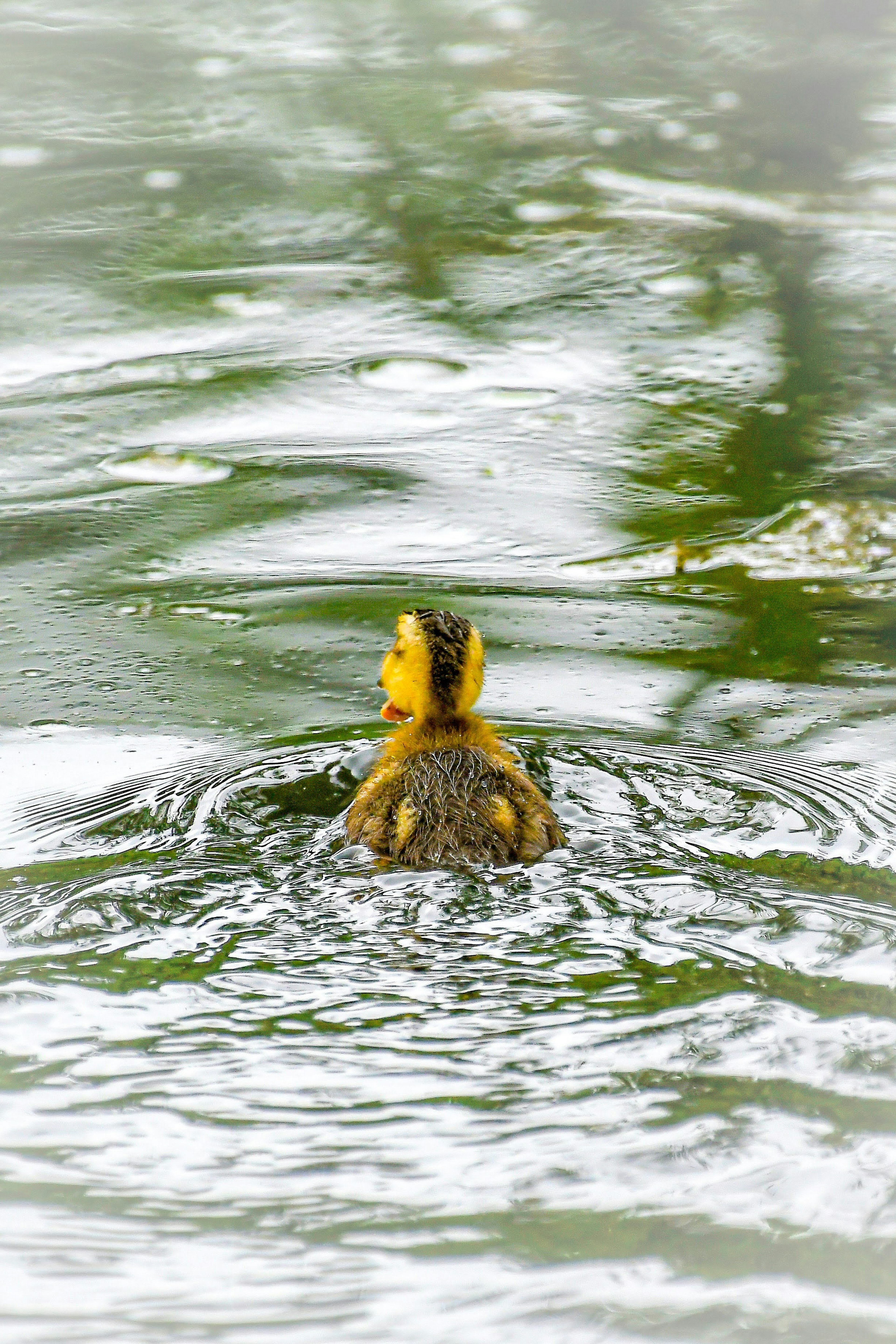 Seekor bebek berenang di permukaan air menciptakan riak