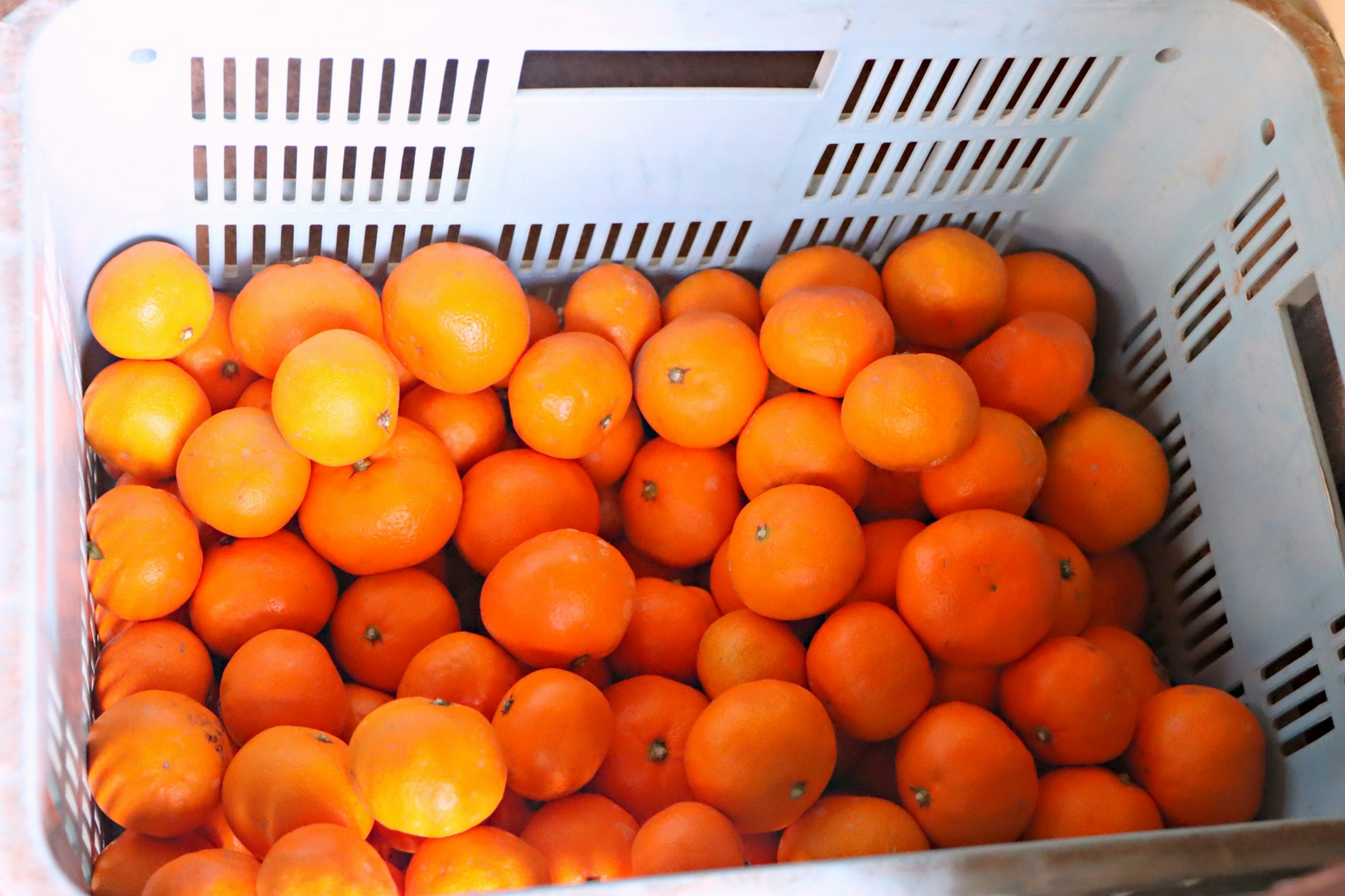 A basket filled with vibrant orange oranges