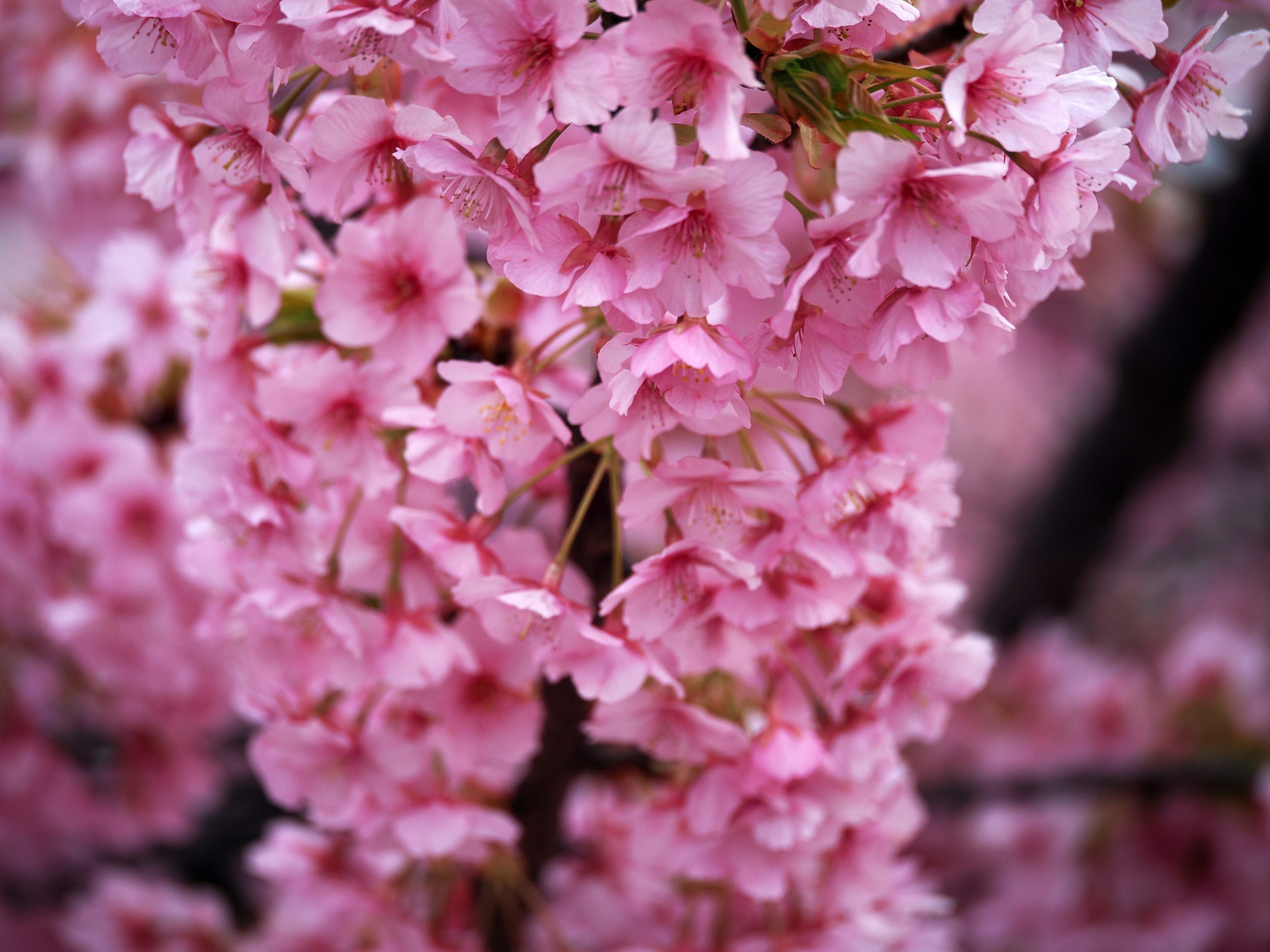 Primer plano de hermosas flores de cerezo