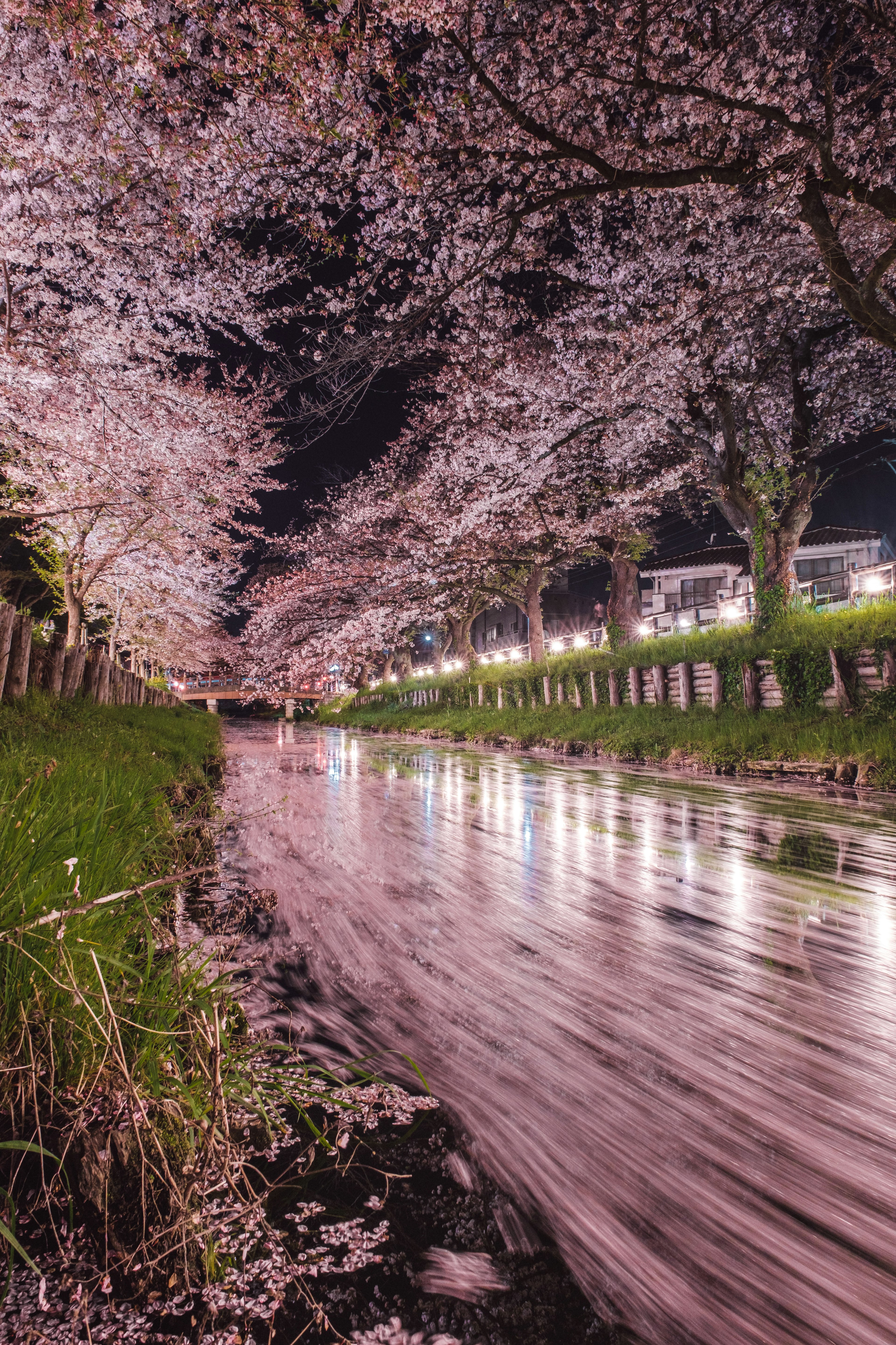 夜桜の下を流れる川の美しい風景