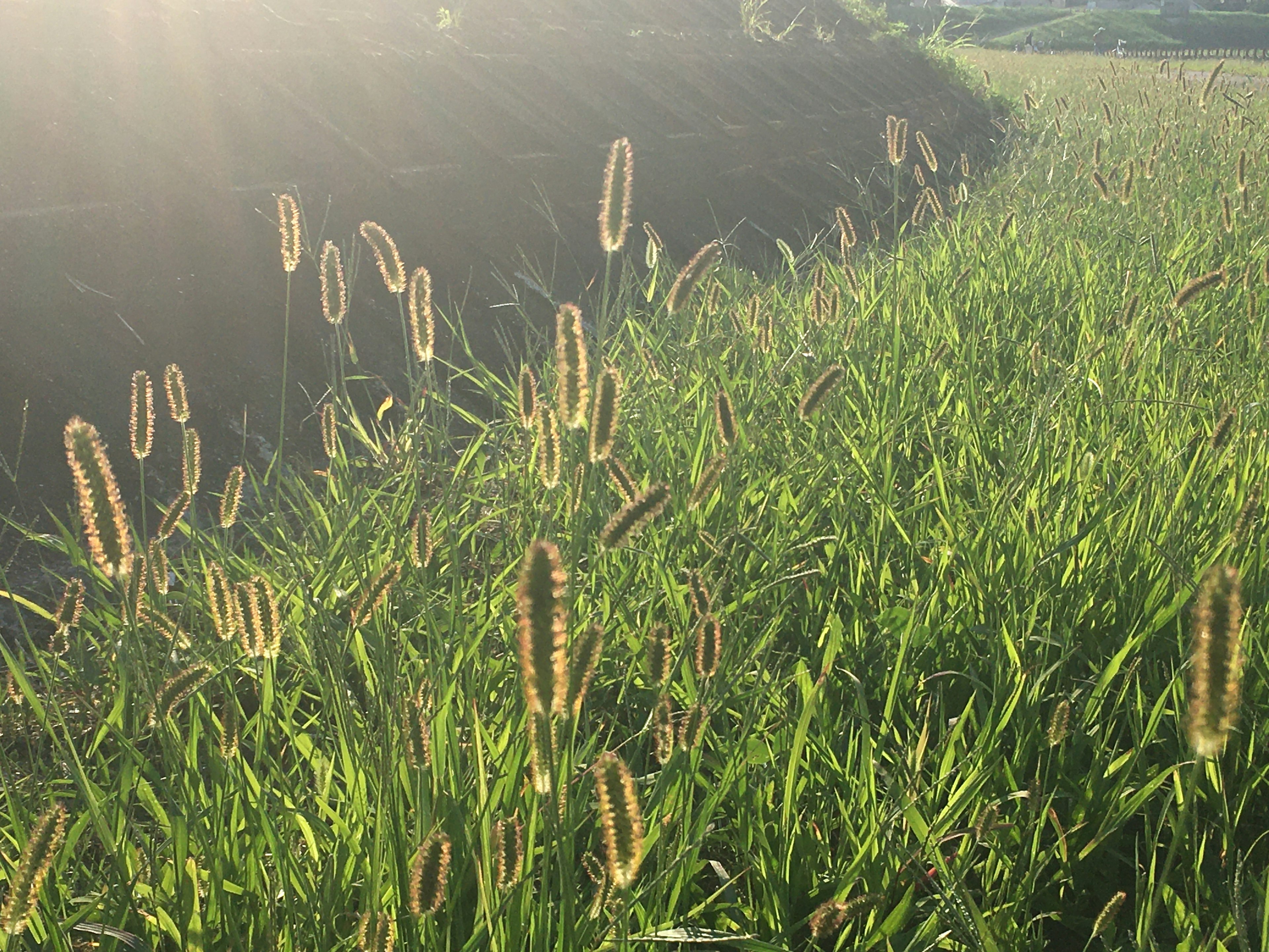 Sonnenbeschienene grüne Wiese mit büschelartigen Pflanzen