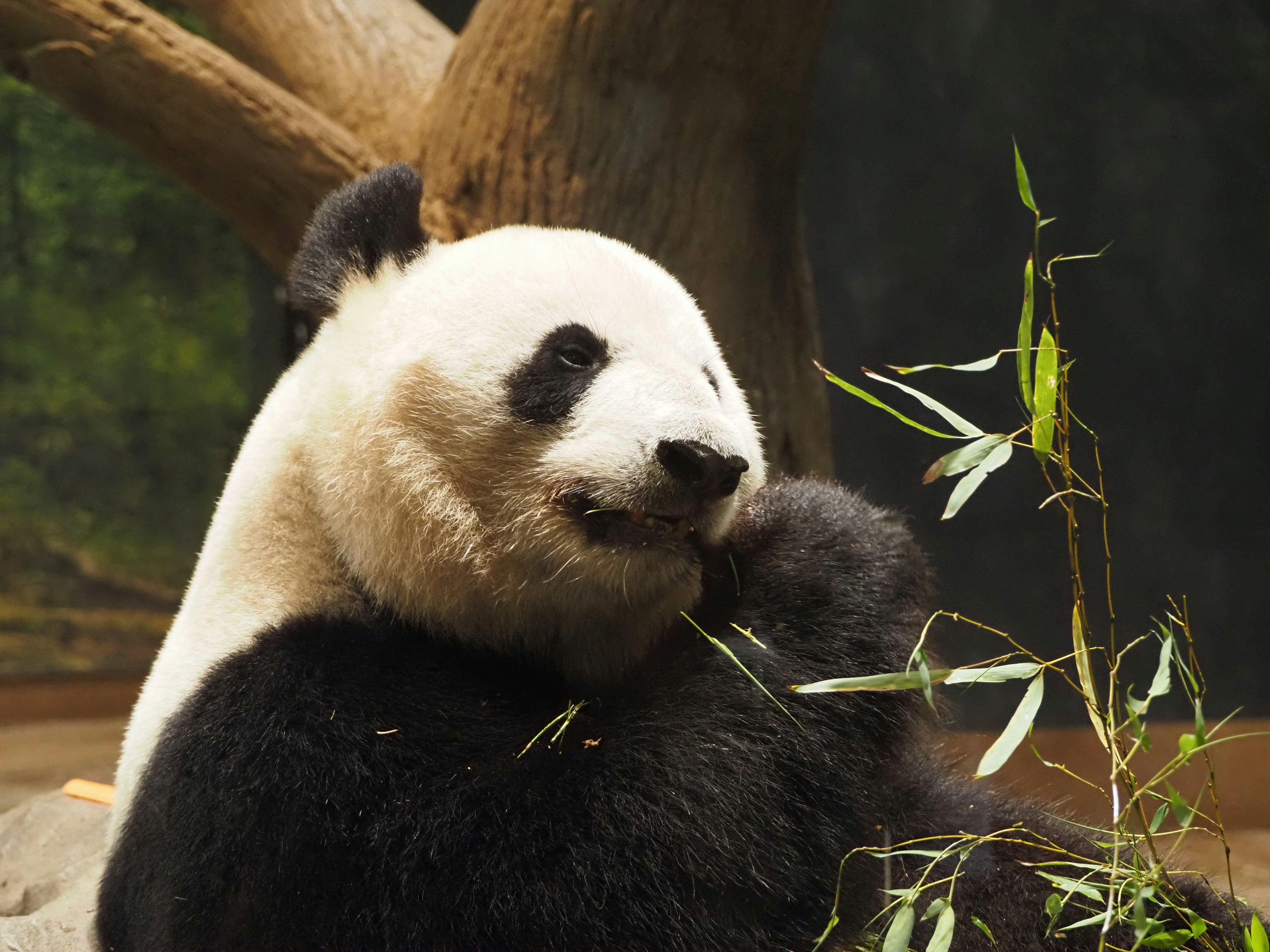 A panda eating bamboo with its cub in a natural setting