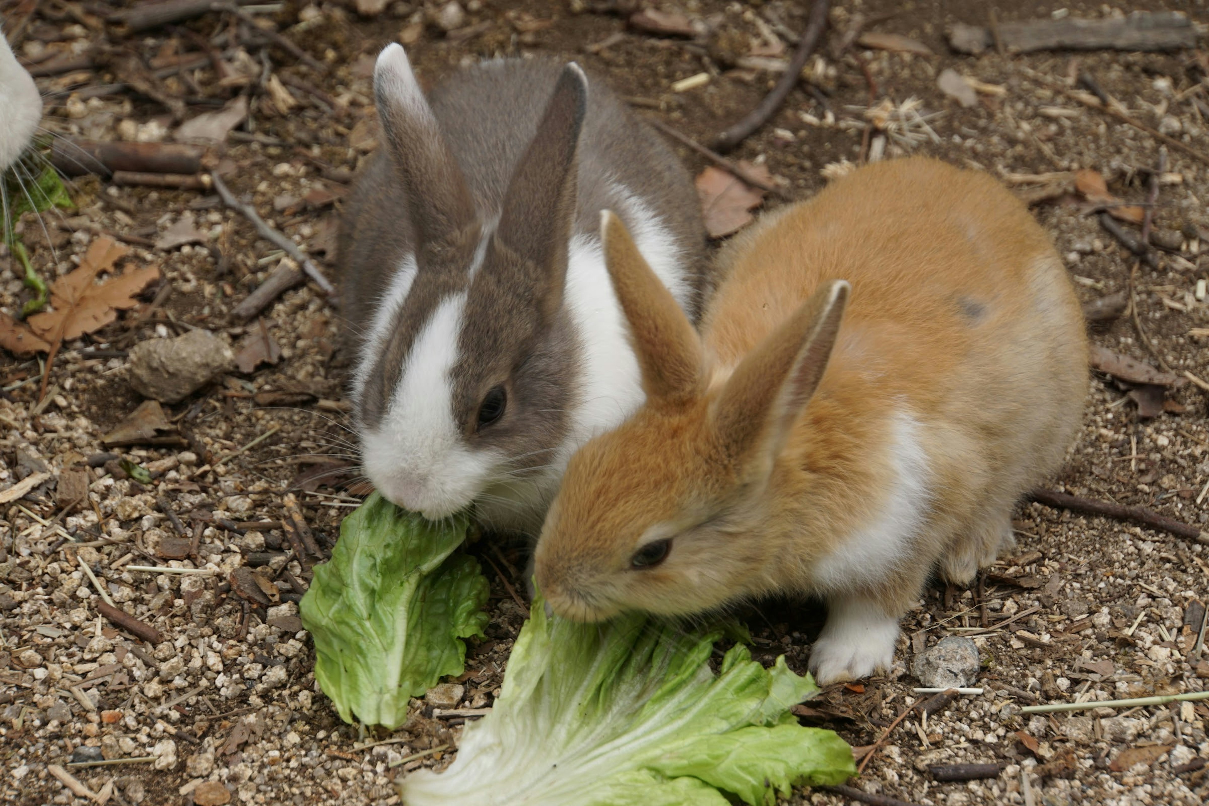 Dos conejos comiendo lechuga en el suelo