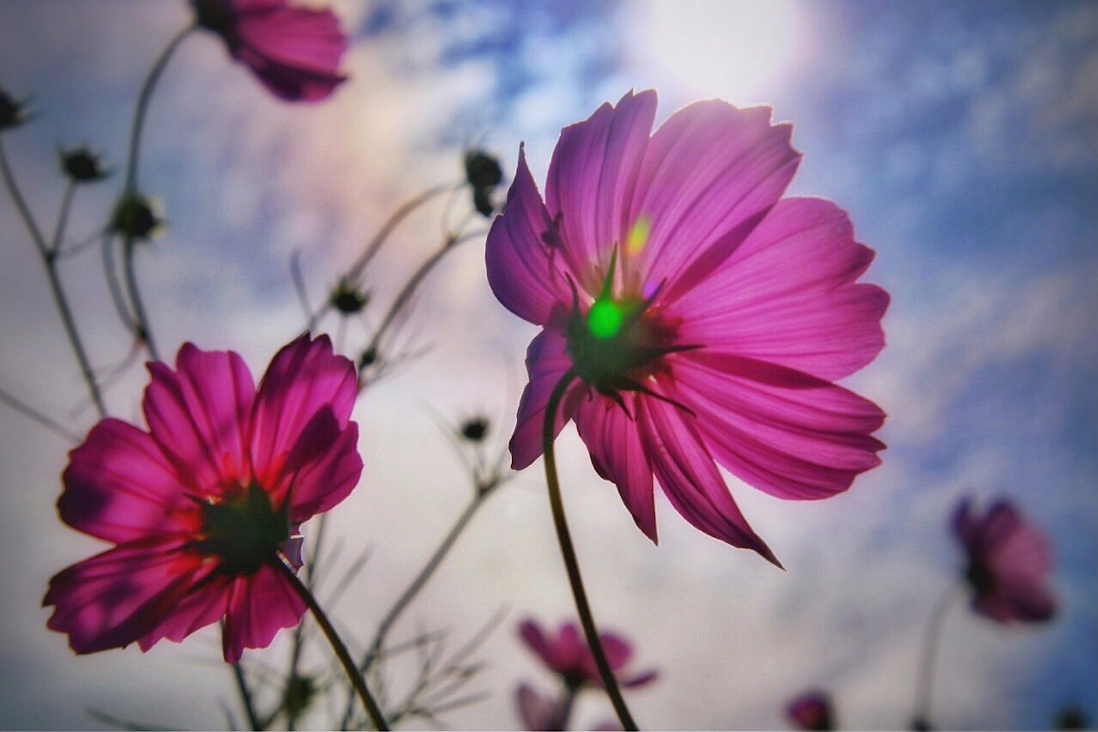 青空に映えるピンクのコスモスの花が咲いている