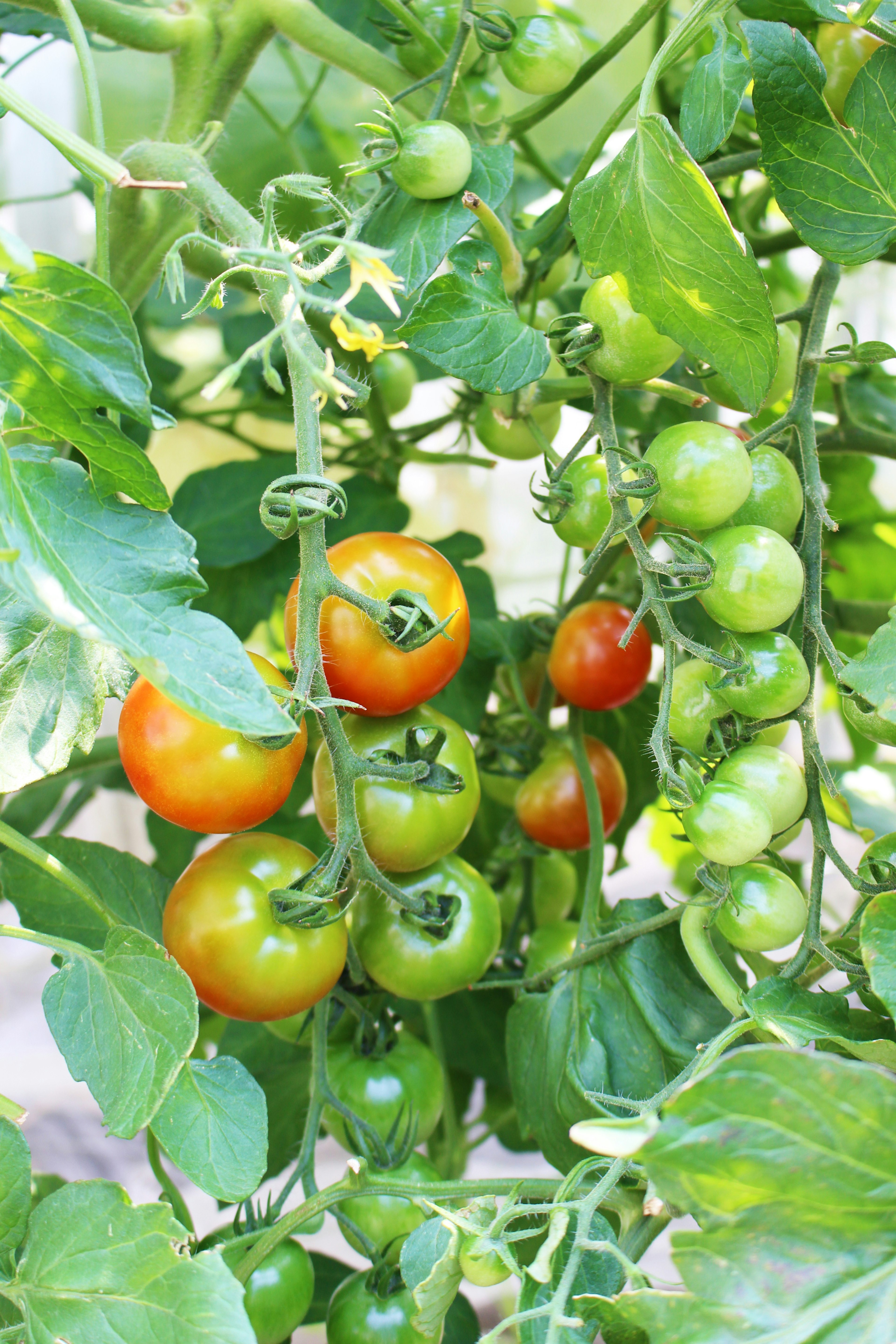 緑色と赤色のミニトマトが茂った植物の枝