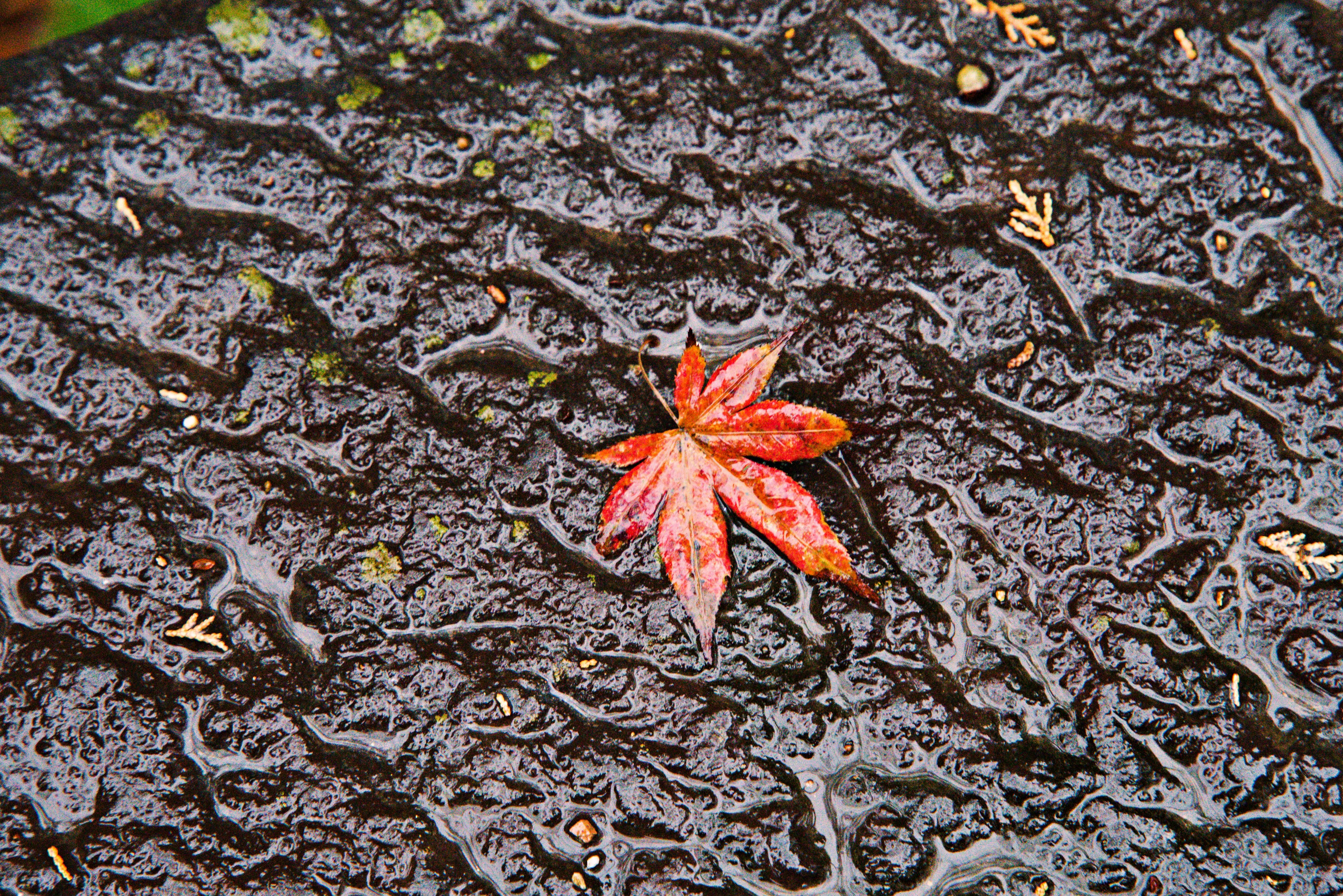 Une feuille d'érable rouge sur une surface texturée humide