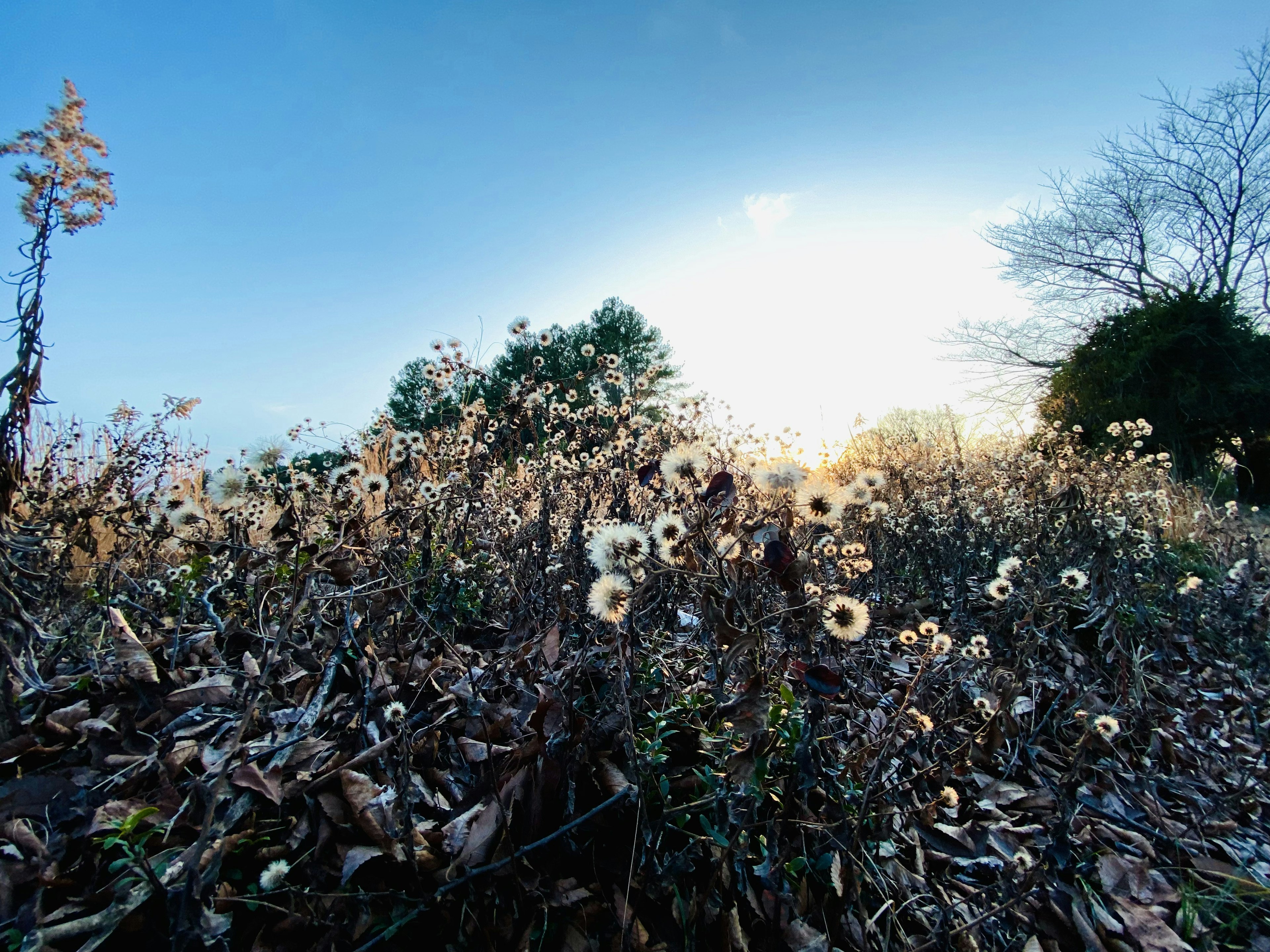 夕日を背景にした乾燥した草花の群生