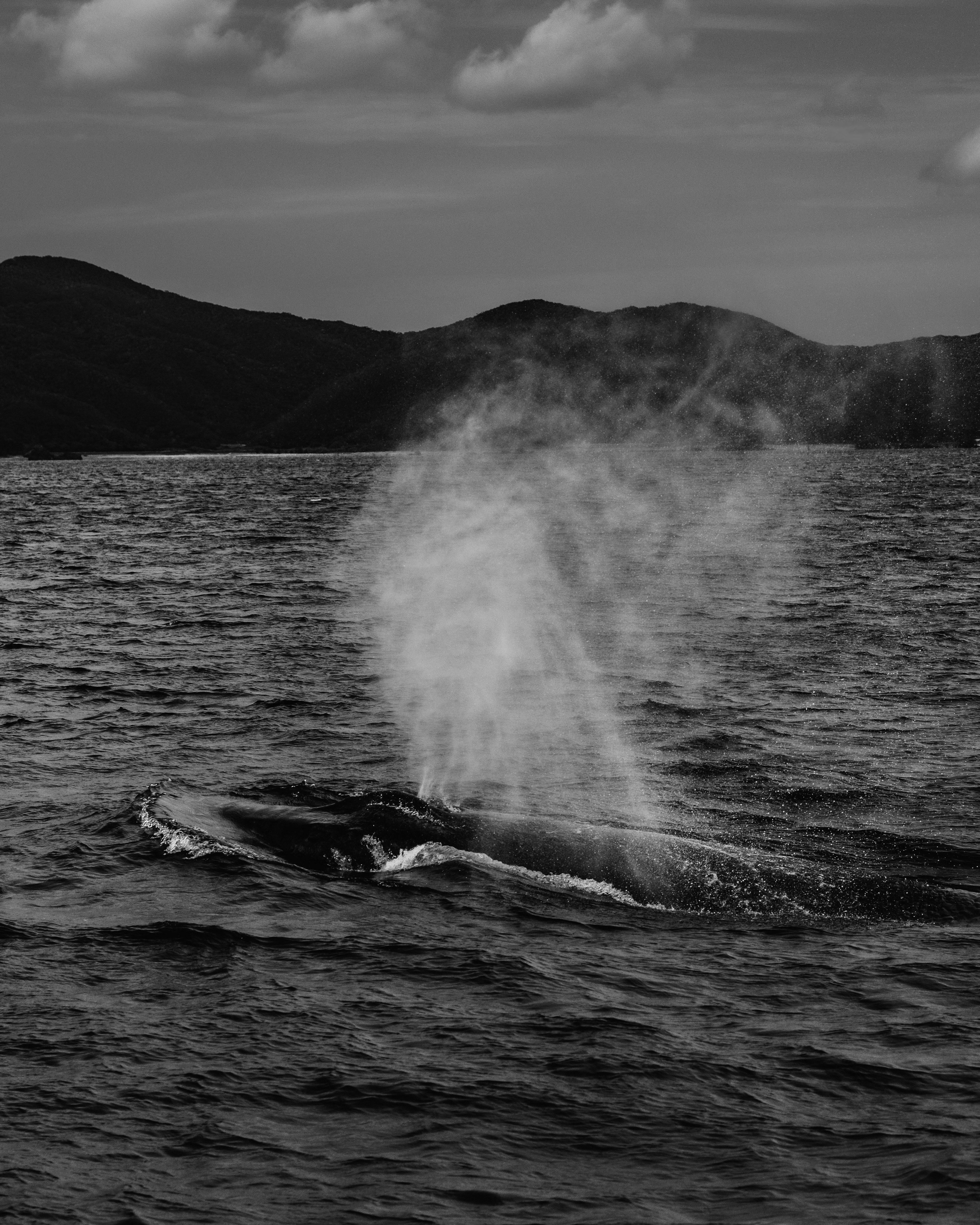 黒と白の海でクジラが水しぶきを上げている様子