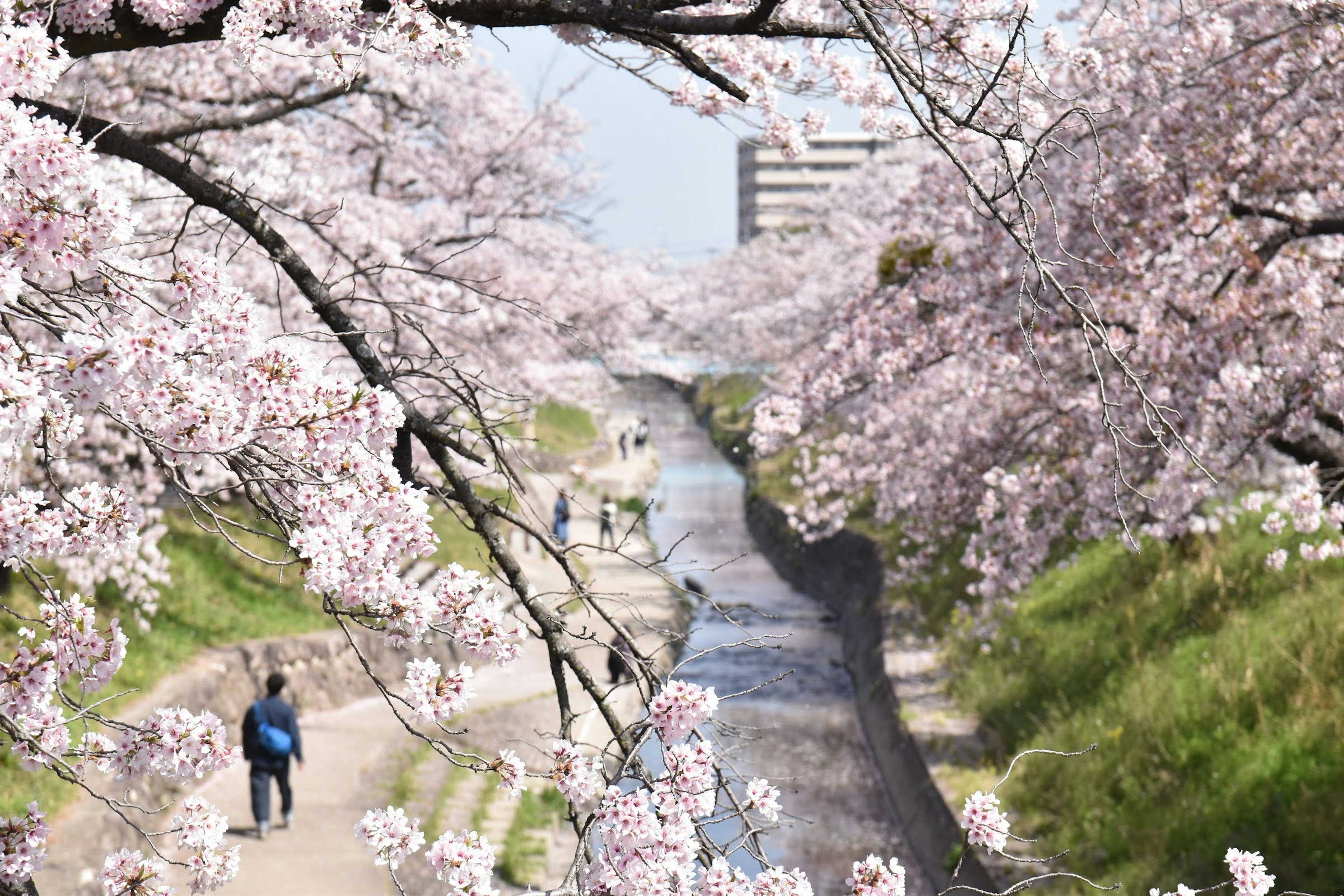 Orang-orang berjalan di sepanjang jalur tepi sungai yang dipenuhi pohon sakura yang mekar