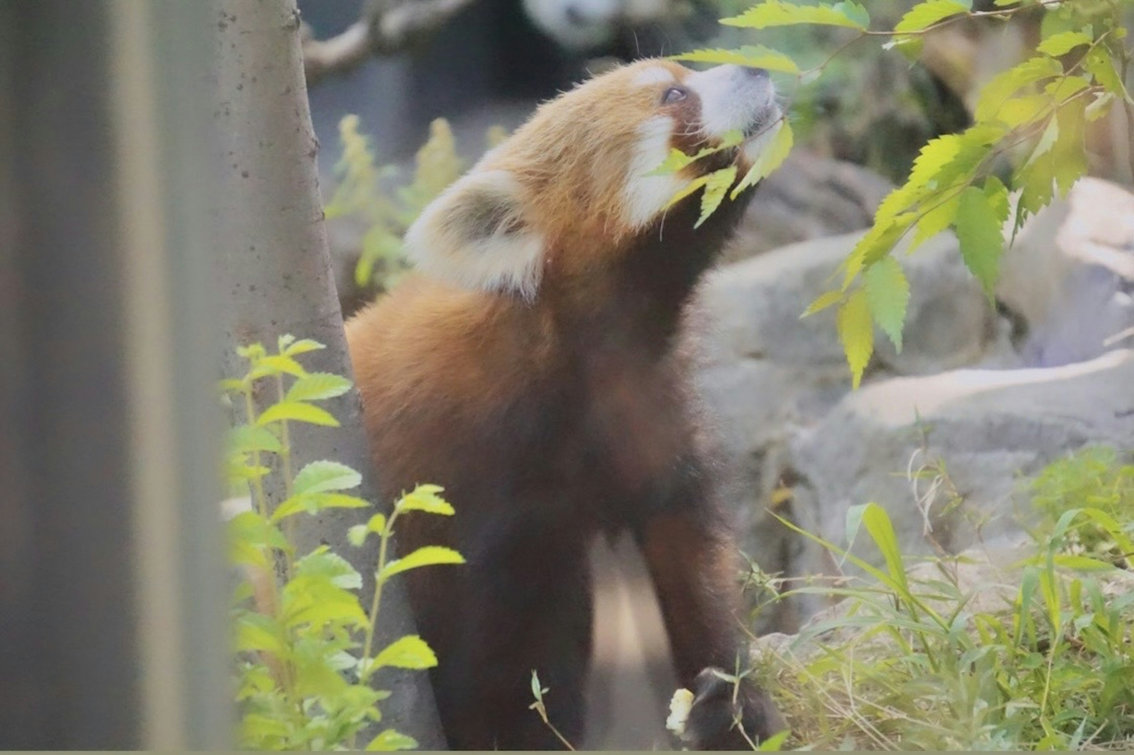 Panda rouge mangeant des feuilles dans un cadre naturel