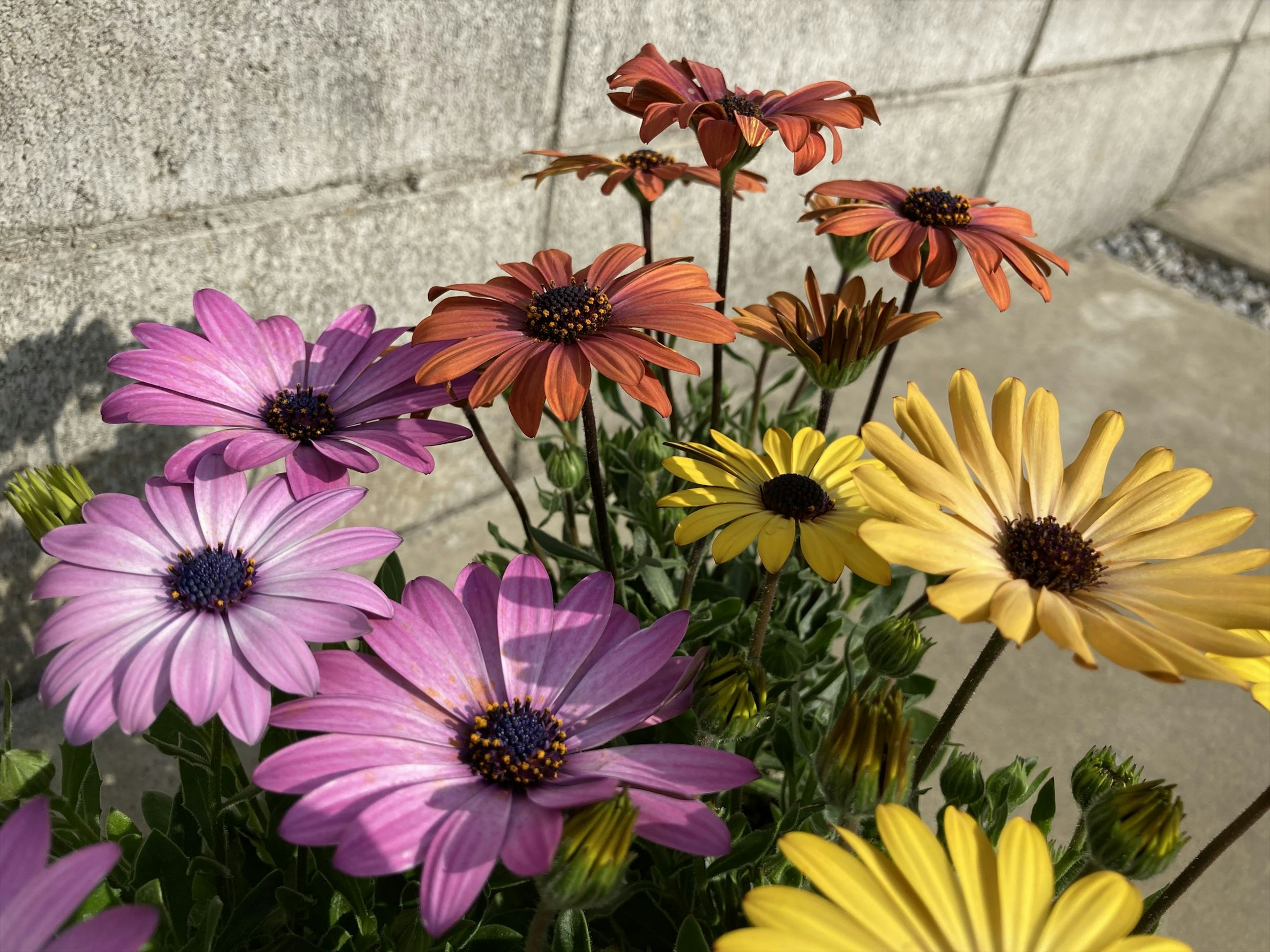 色とりどりの花が咲いている花束のクローズアップ