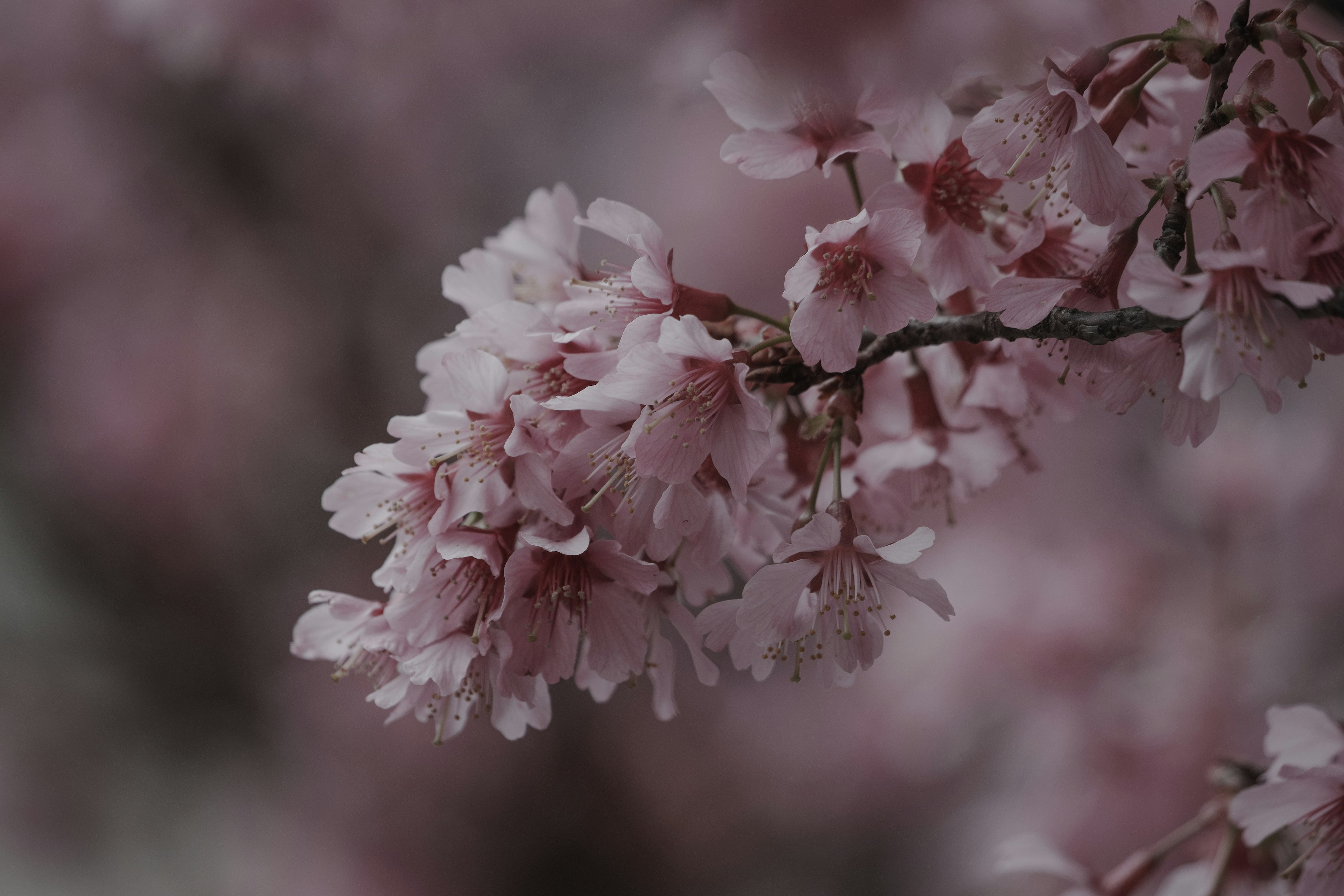 Gros plan sur de délicates fleurs de cerisier roses sur une branche