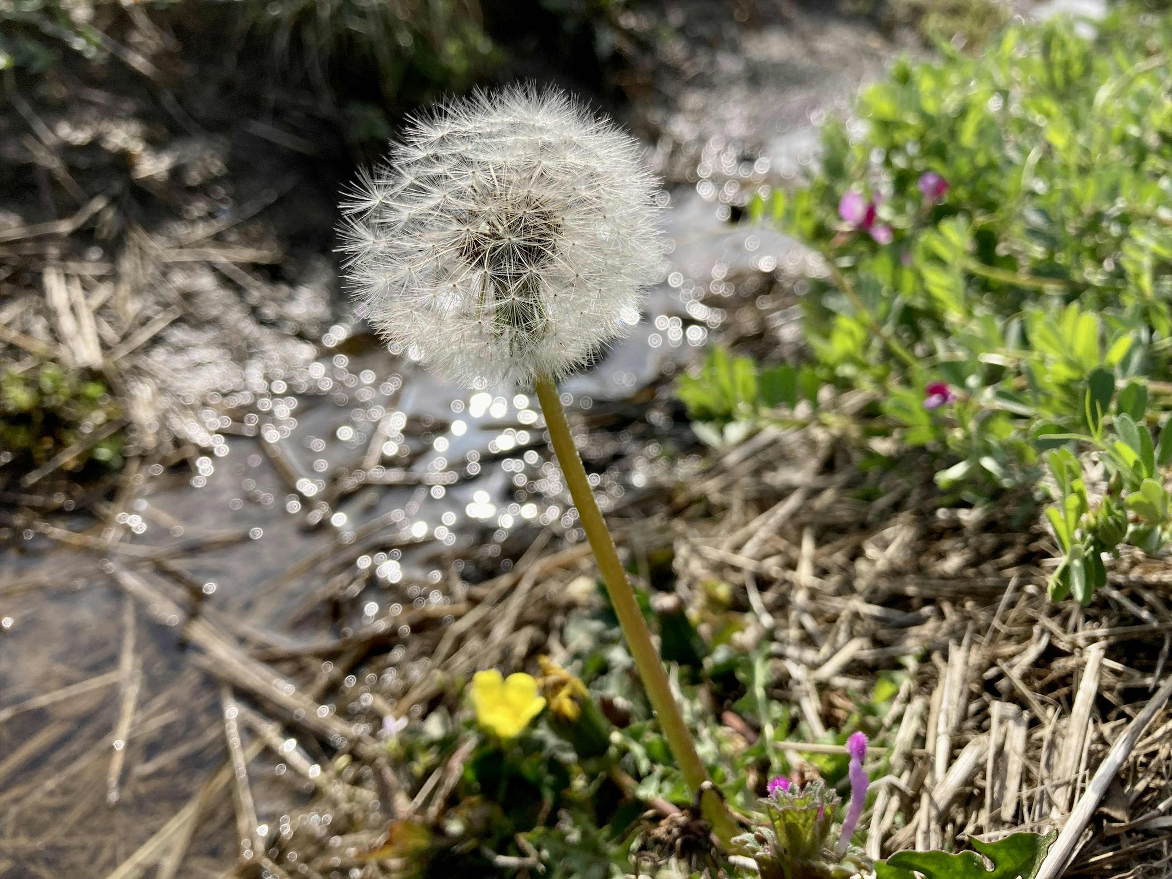 水辺に立つタンポポの綿毛と周囲の緑の草